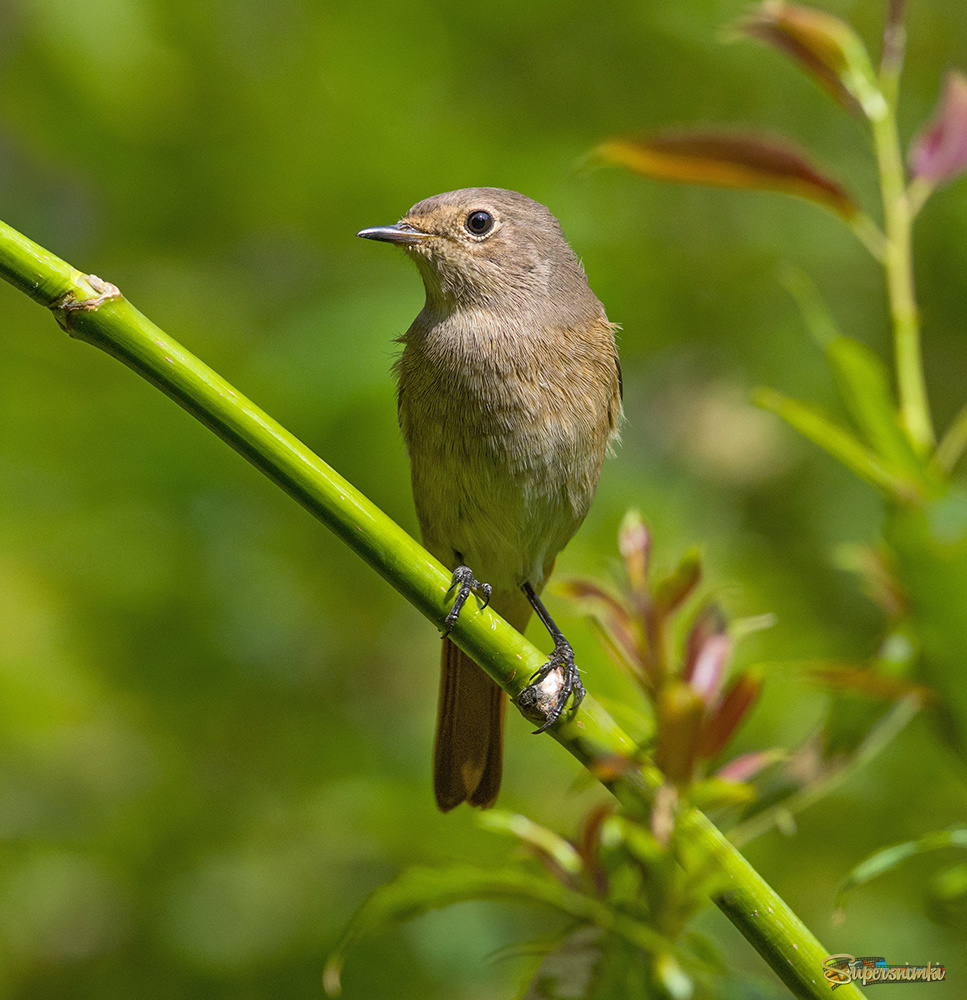 Горихвостка