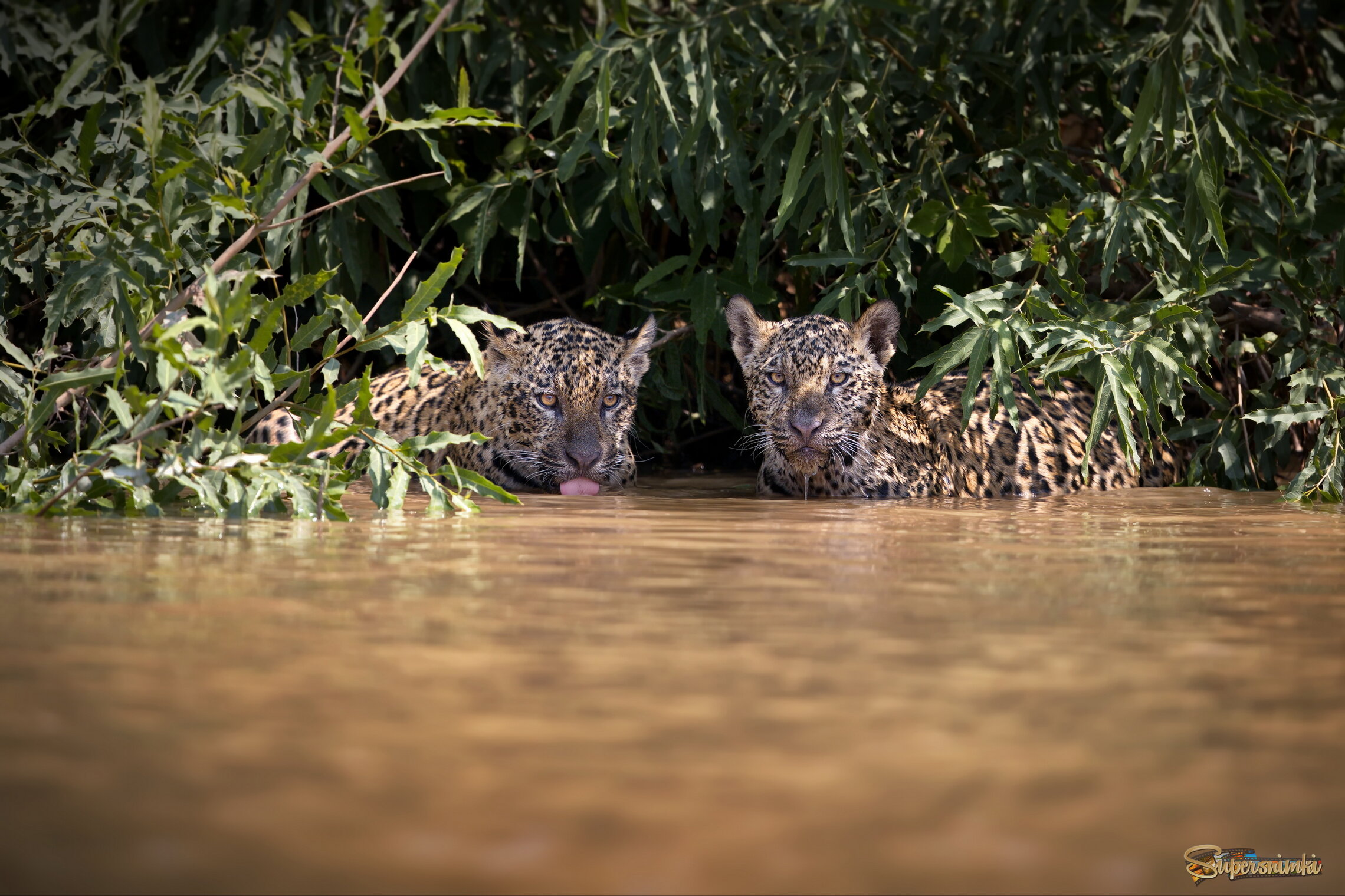 Спасаемся от жары!