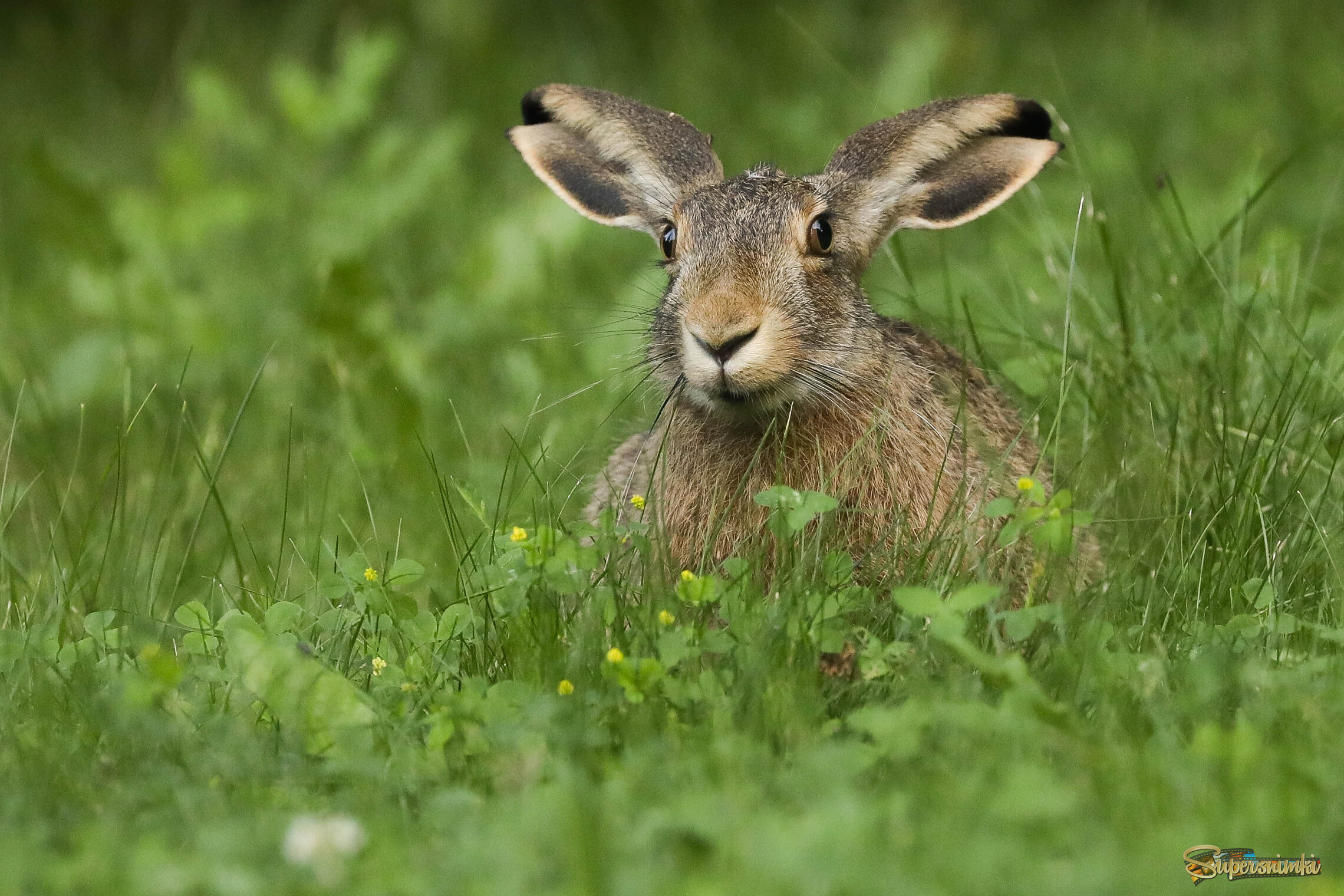 Портретное сходство