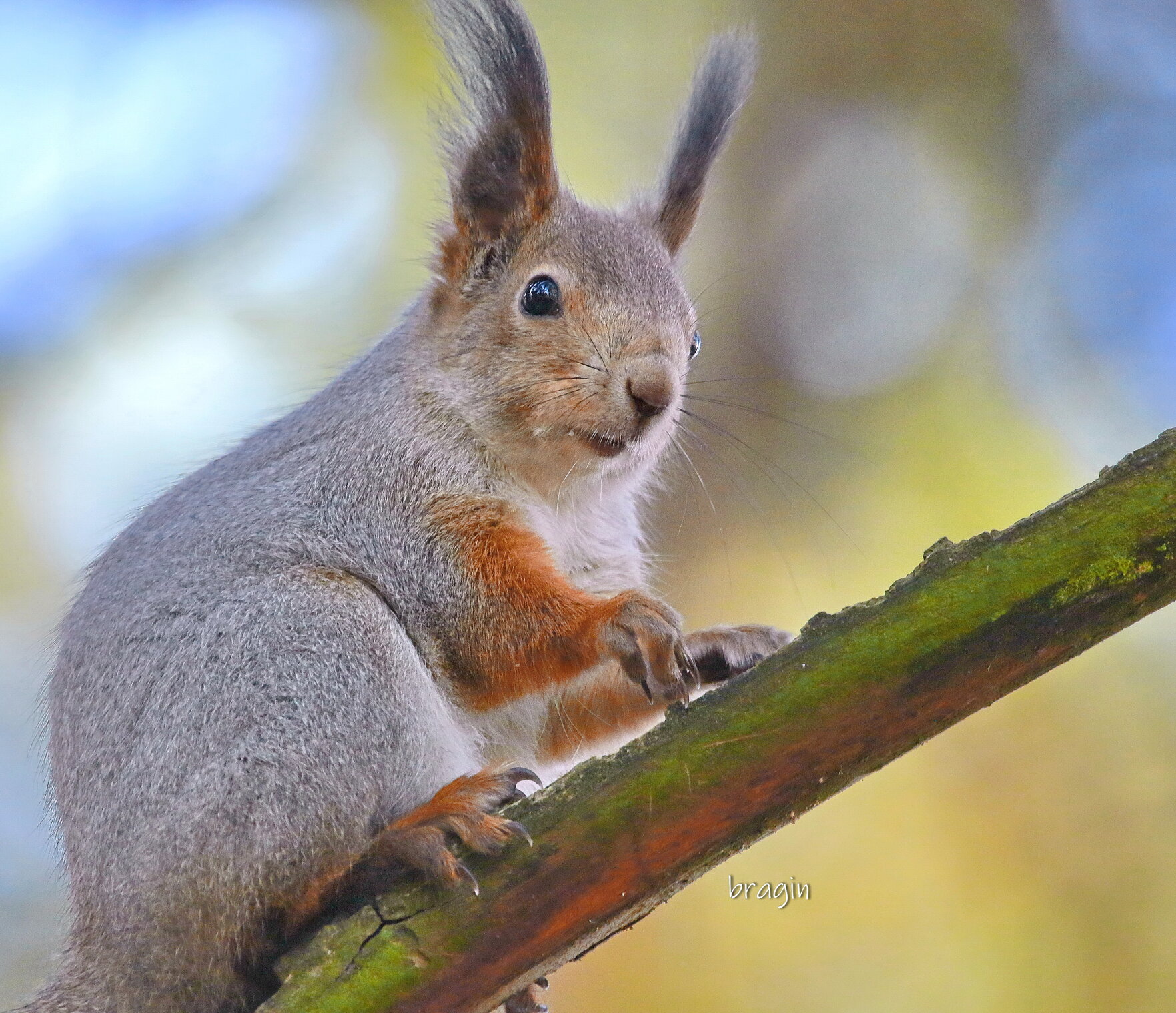 попрыгунья