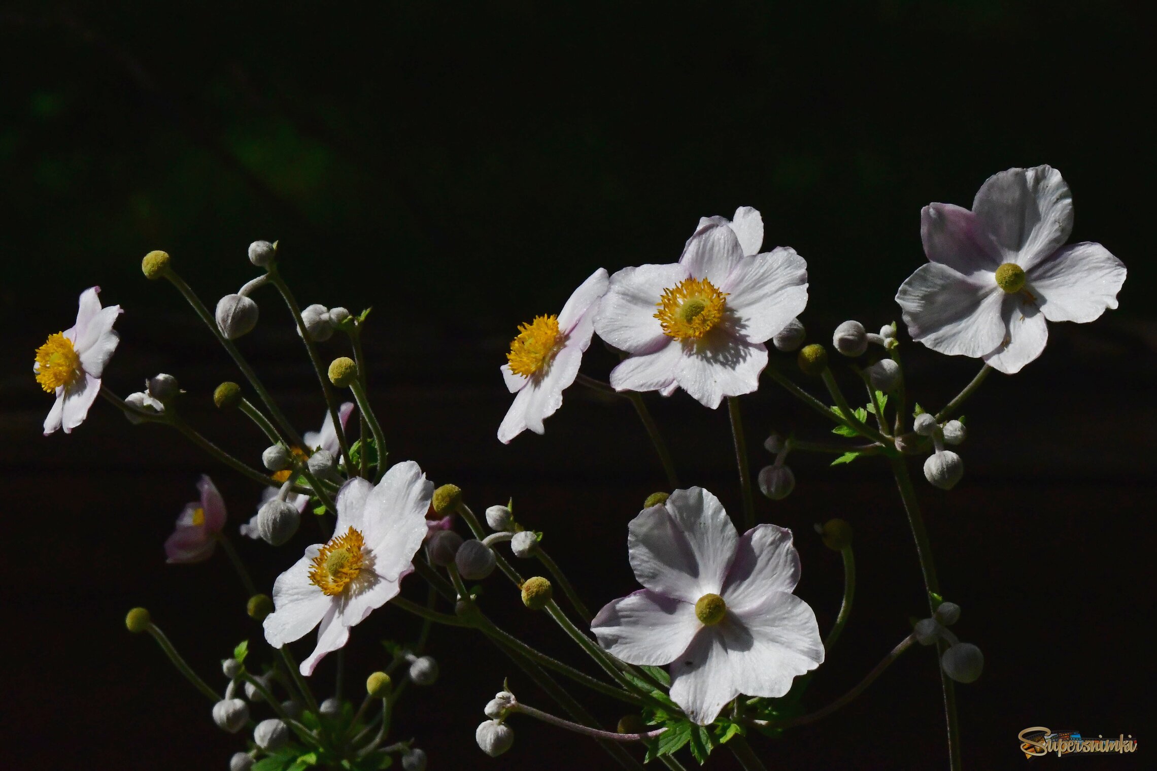 6899fcf8b0cbcab481dcdd5b