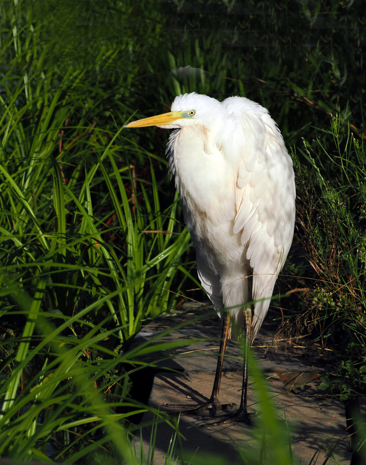 Большая белая цапля.