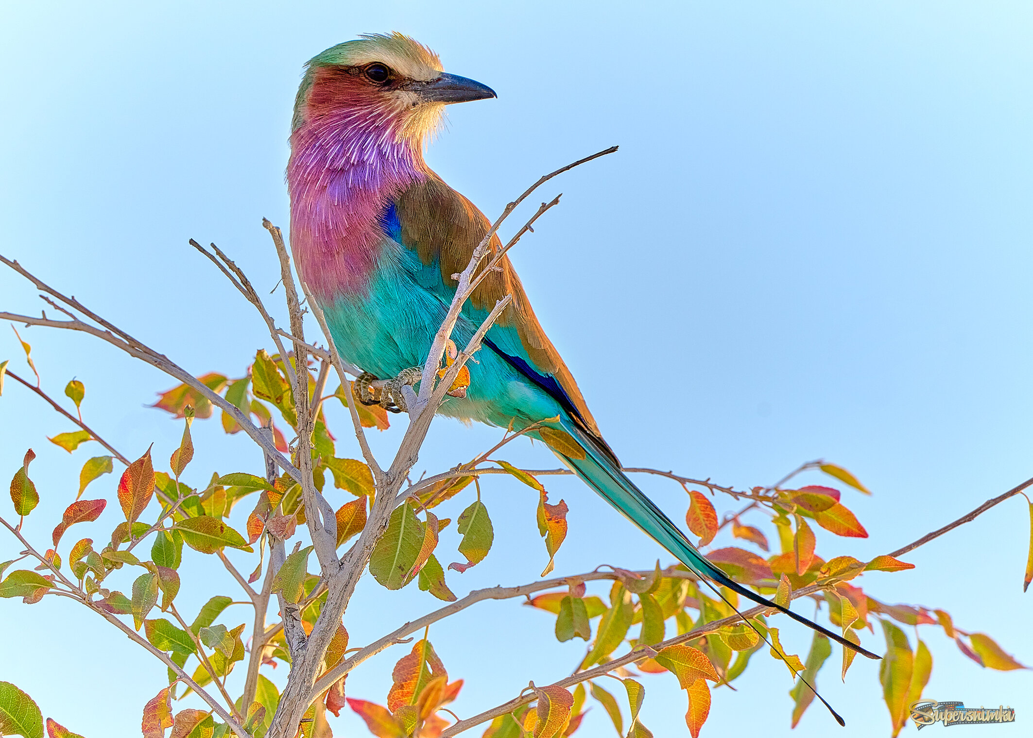  Намибийские истории... 