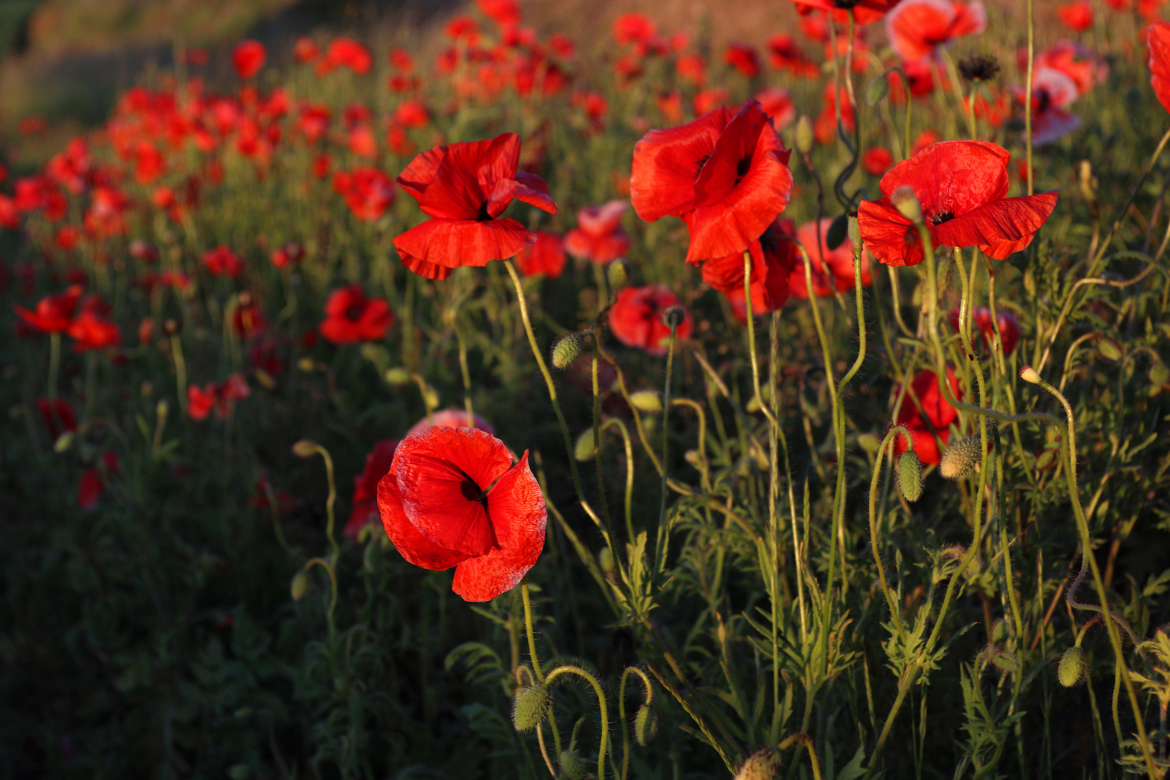 Июньские маки