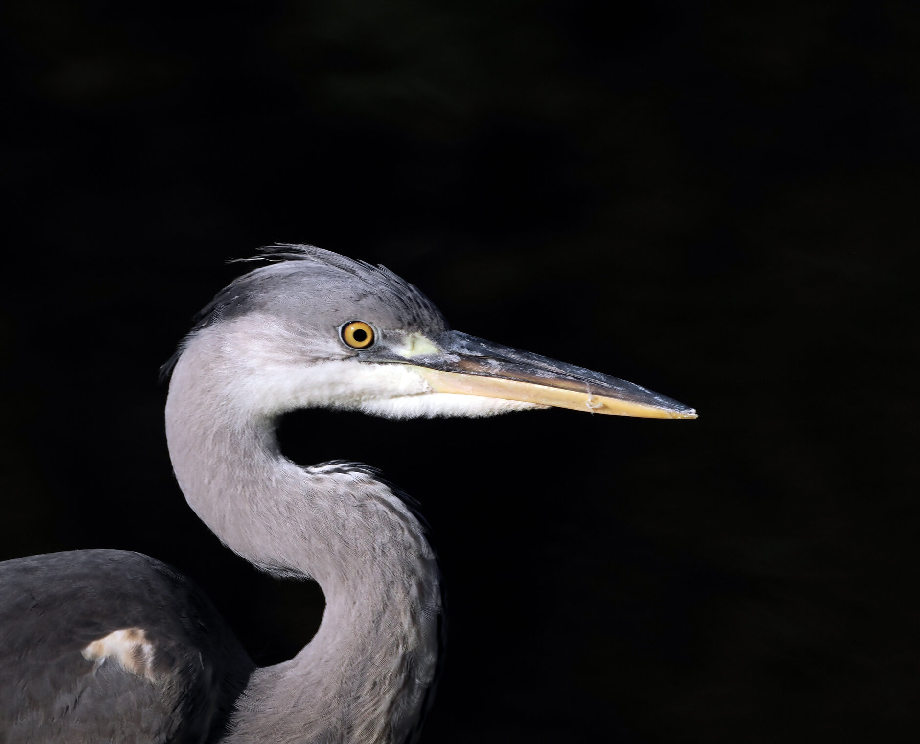 Серые цапли.