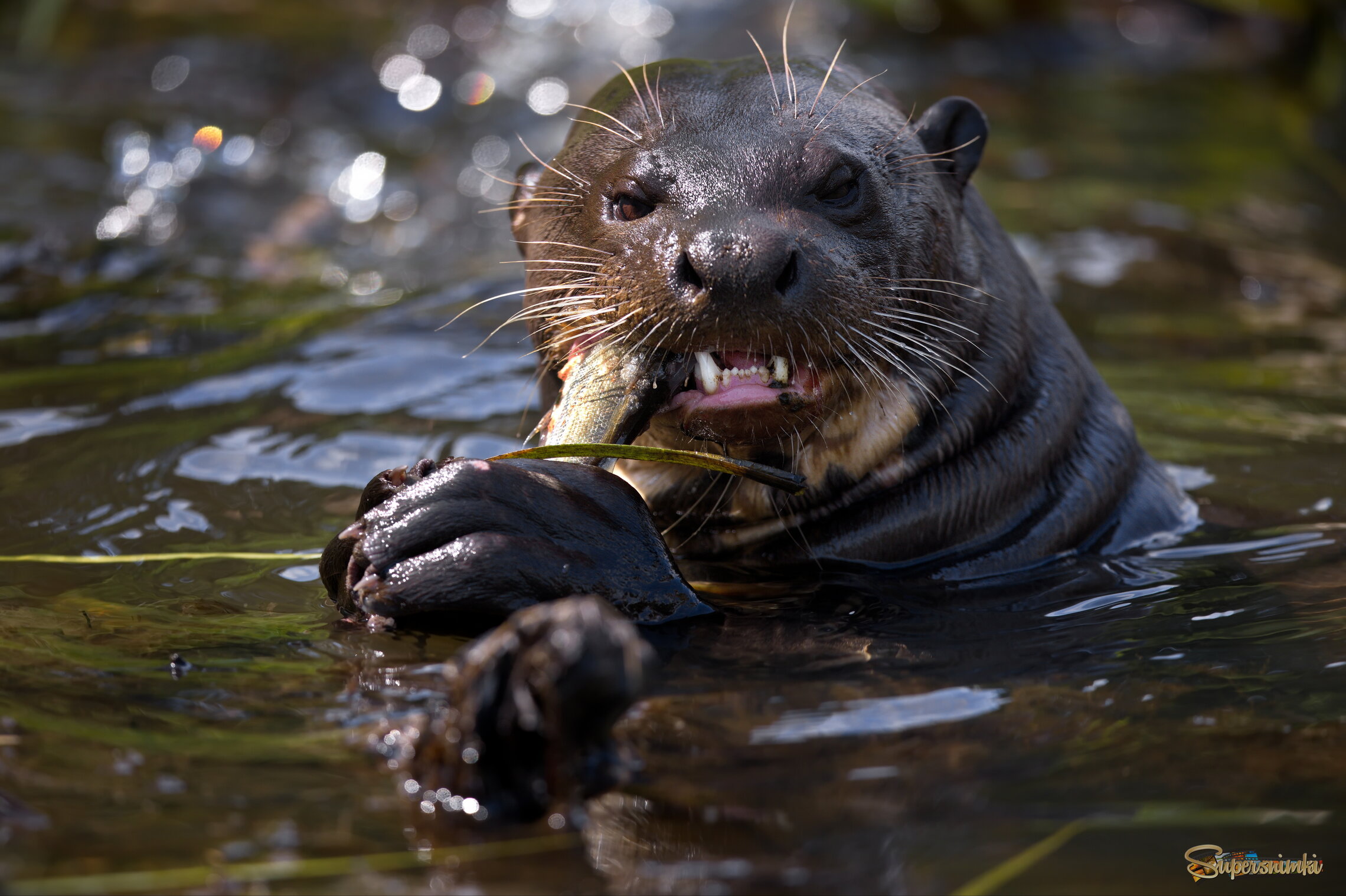 Когда вкусное - полезно)!