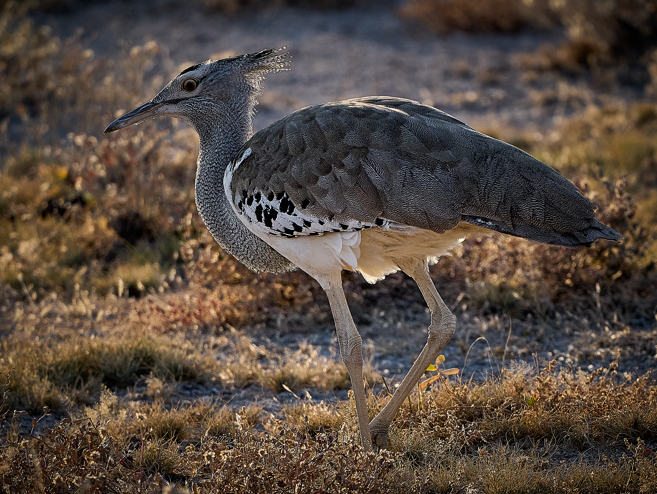 Намибийские истории...