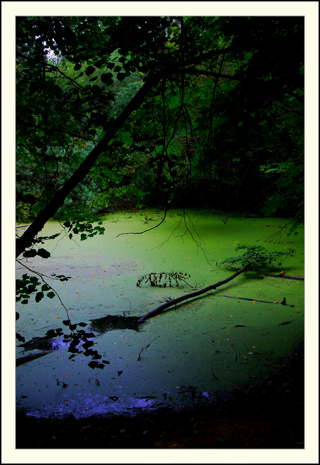 Landscape. Wild Lake.