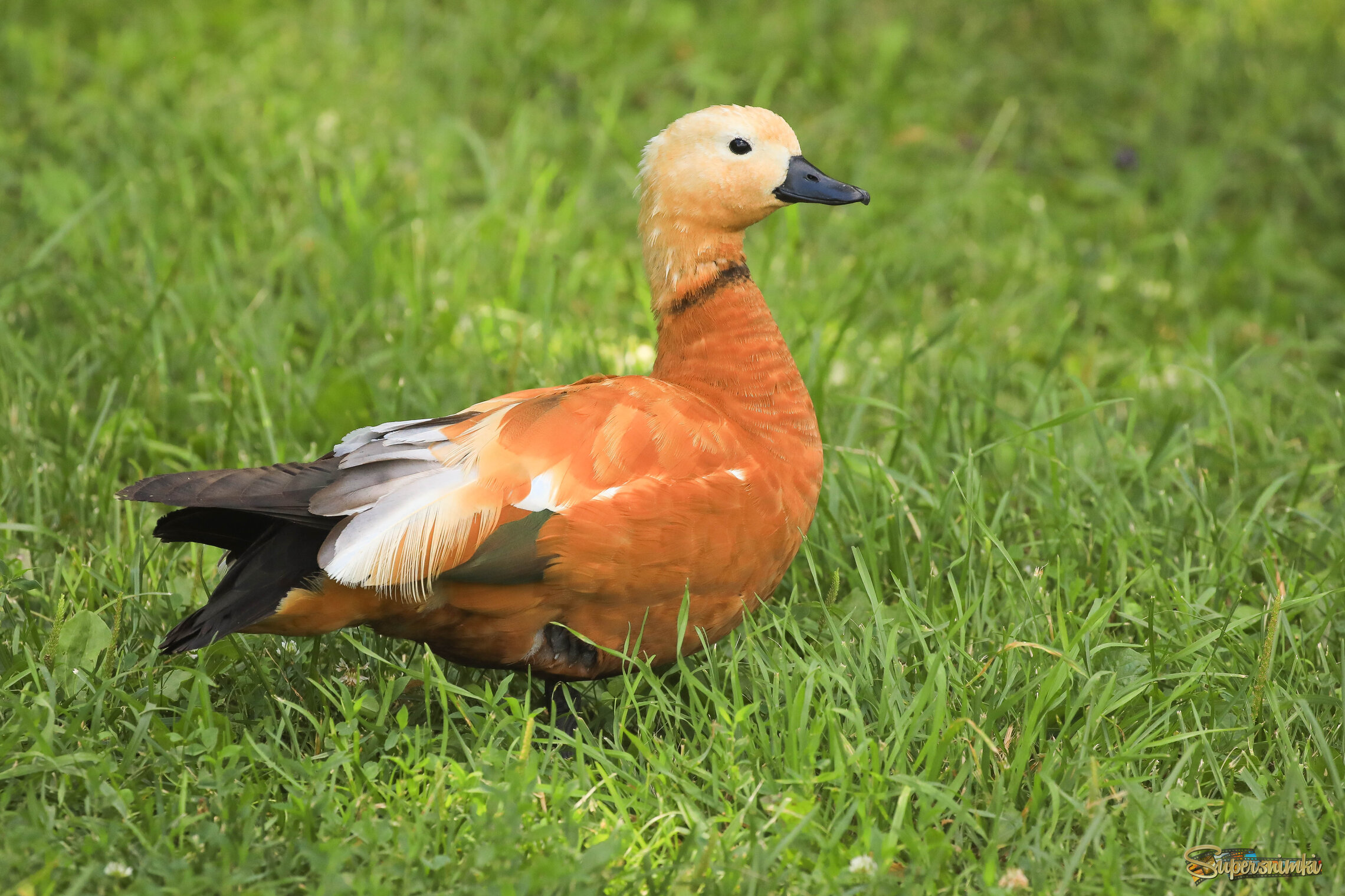 Ну очень гордый и красивый!