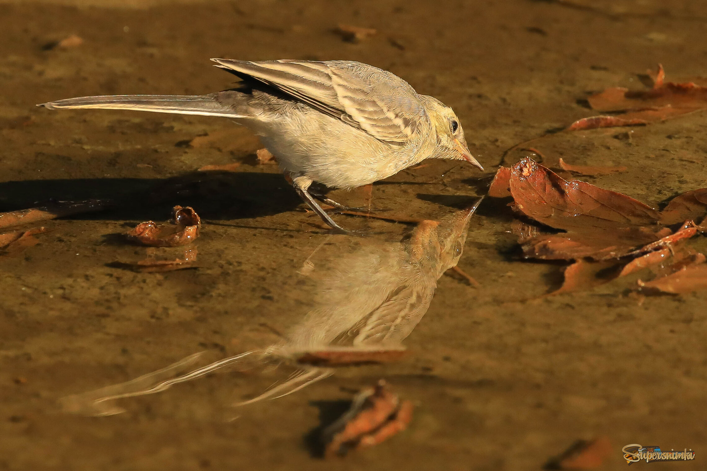 Приятная прохлада