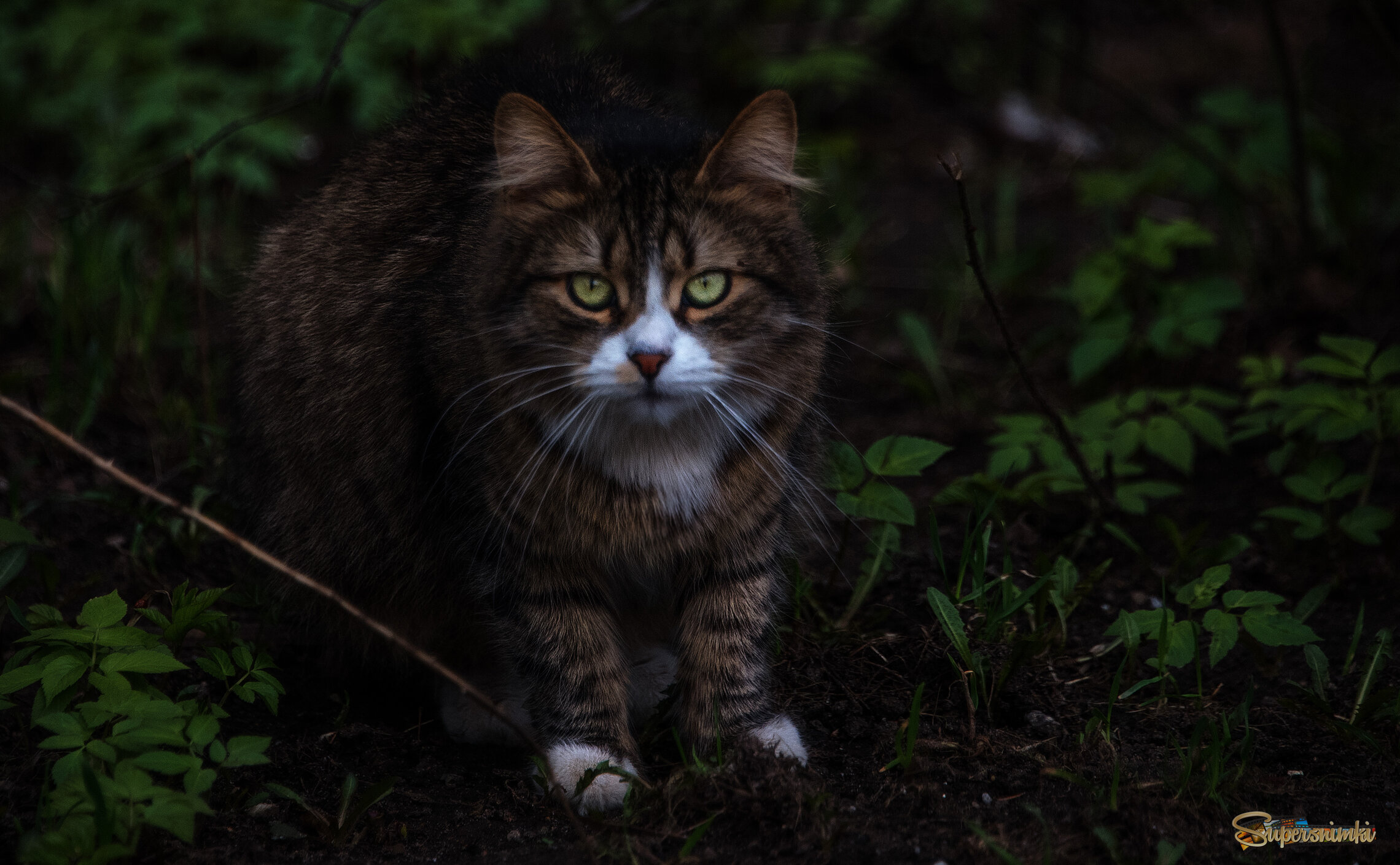 Ночной охотник.