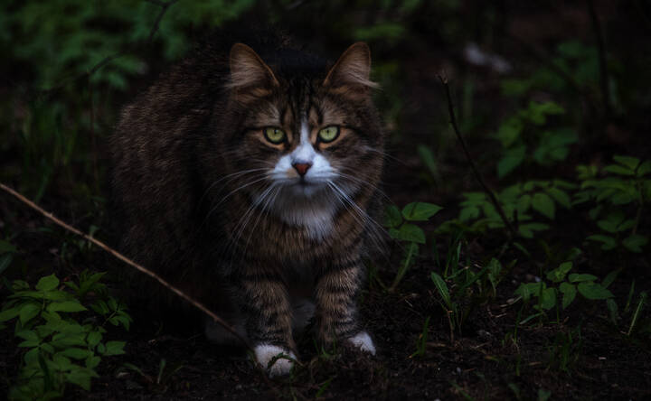 Ночной охотник.