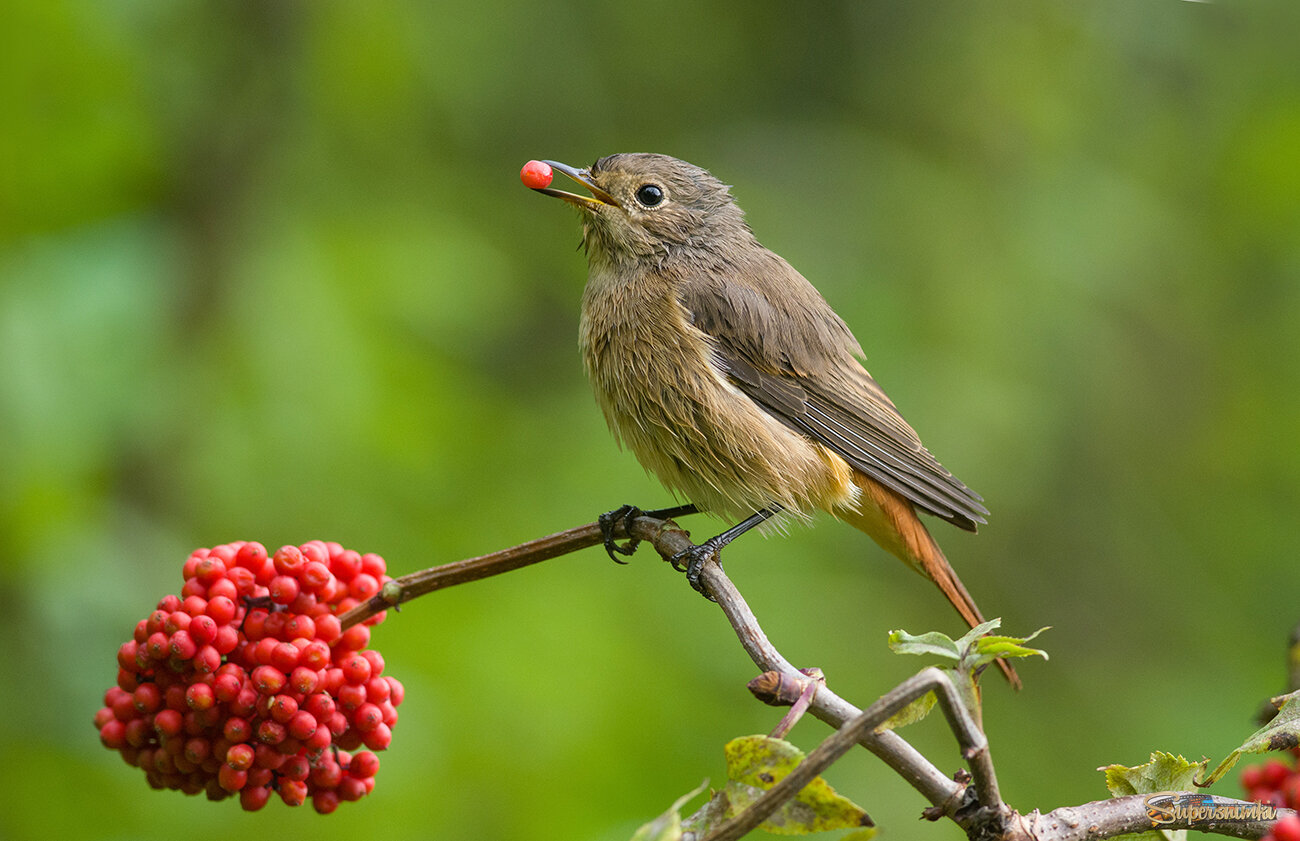 Утром дождик моросил...
