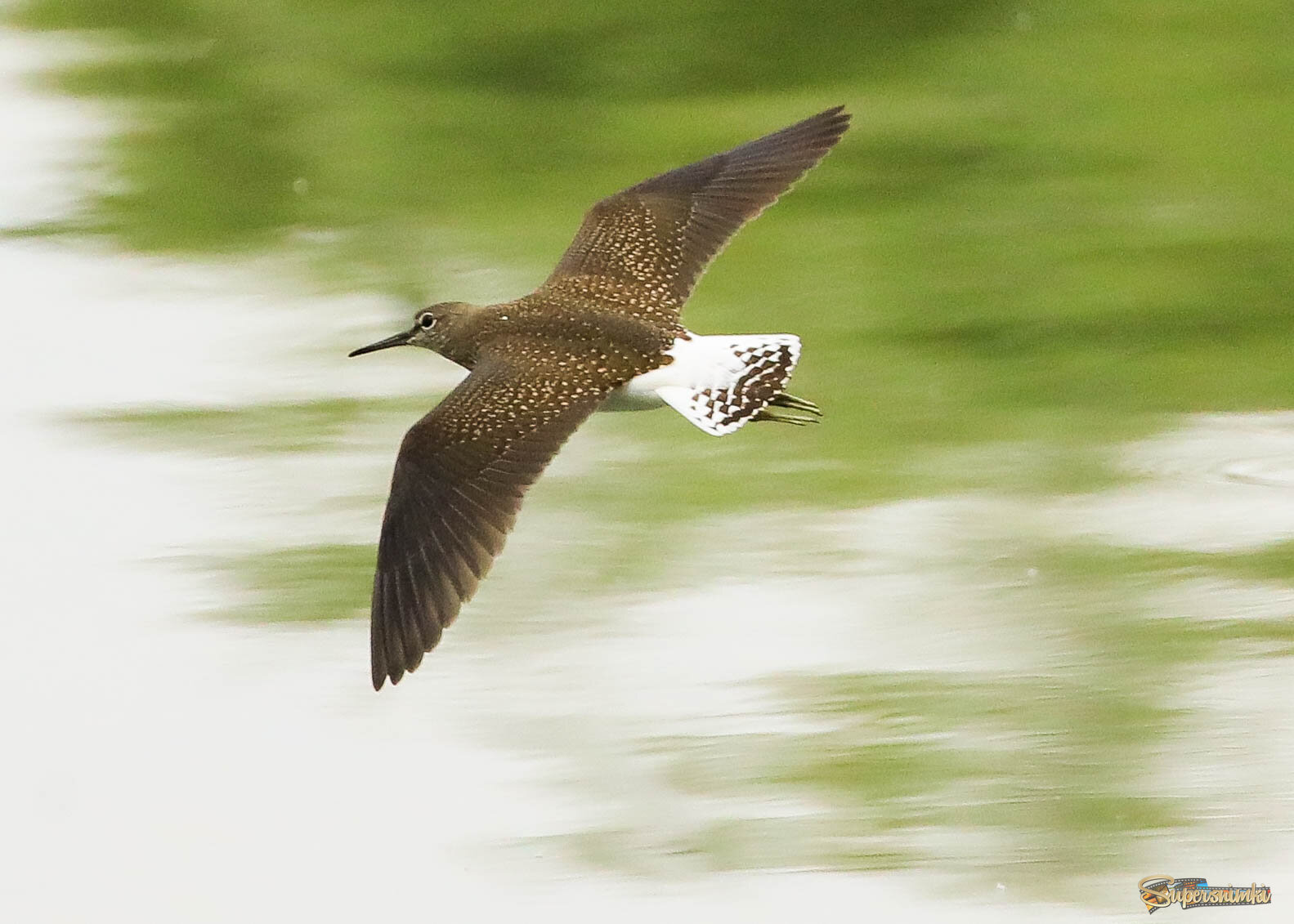 Над гладью воды