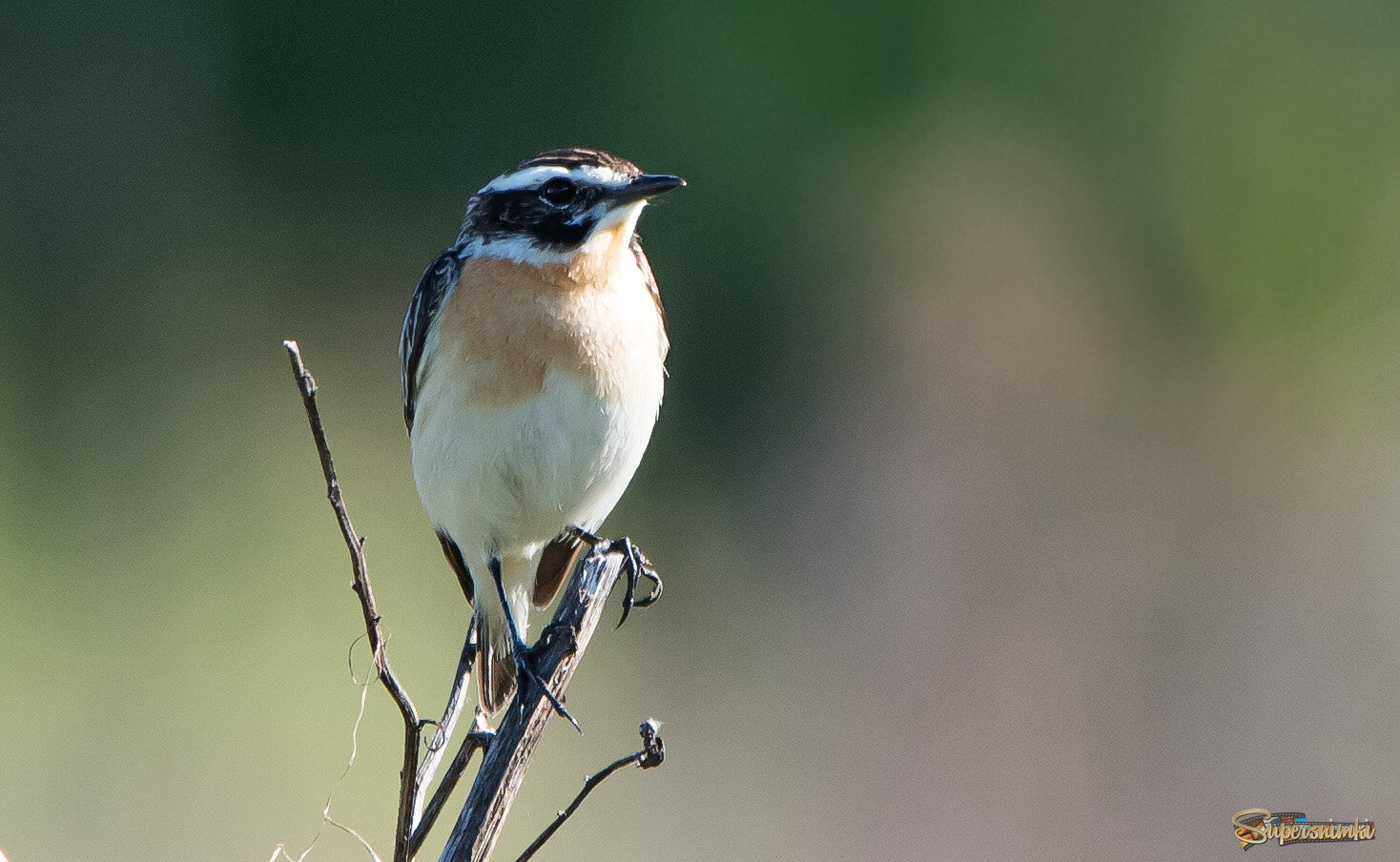 Луговой чекан.