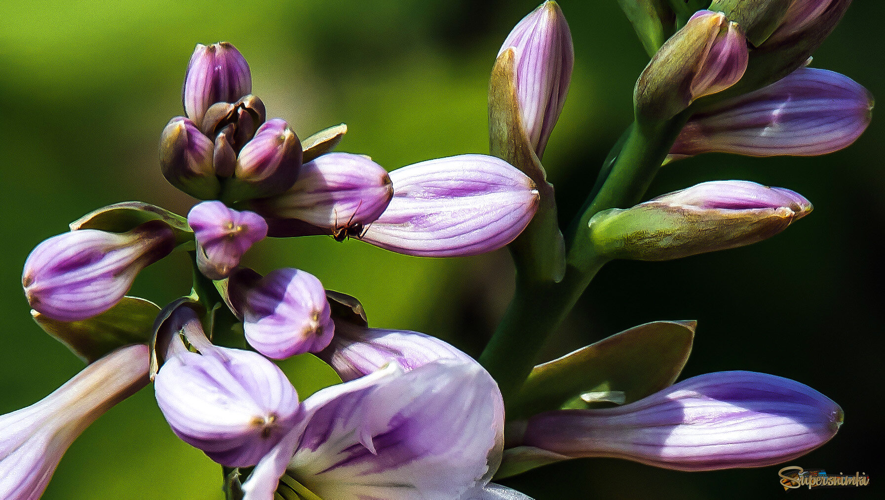 Муравей-альпинист.