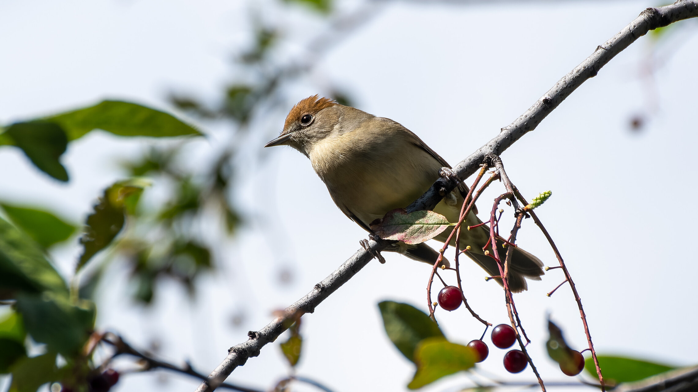 Черноголовая славка ( самка ) на ягодах черемухи 