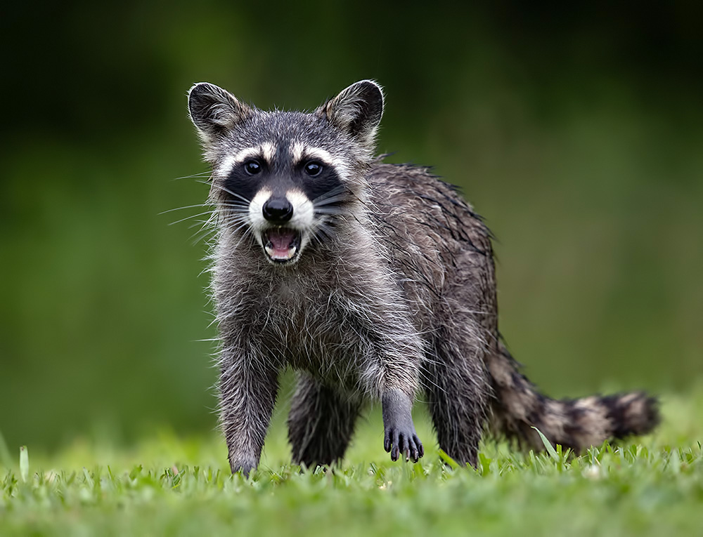 Young Raccoon. Молодой -Енот-полоскун