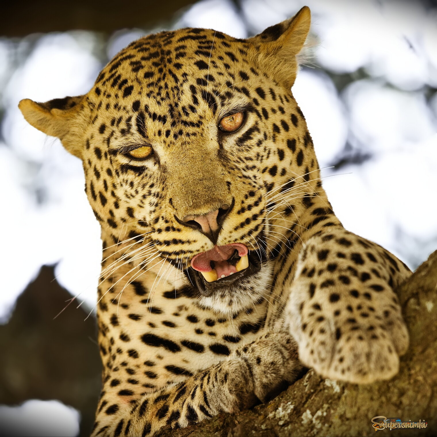 Познакомимся!?