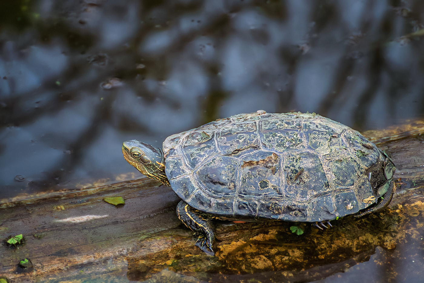 "Затянулась бурой тиной гладь старинного пруда..."