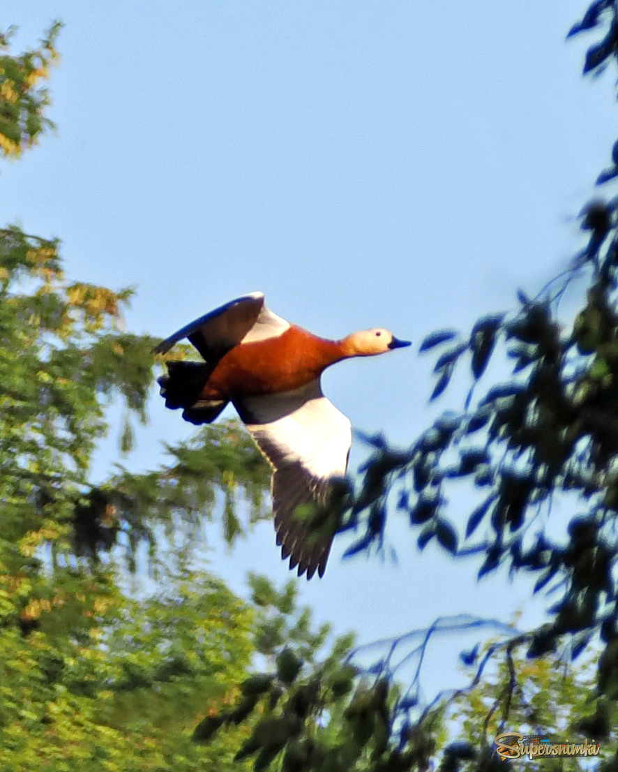 Утка-огарь в полёте.