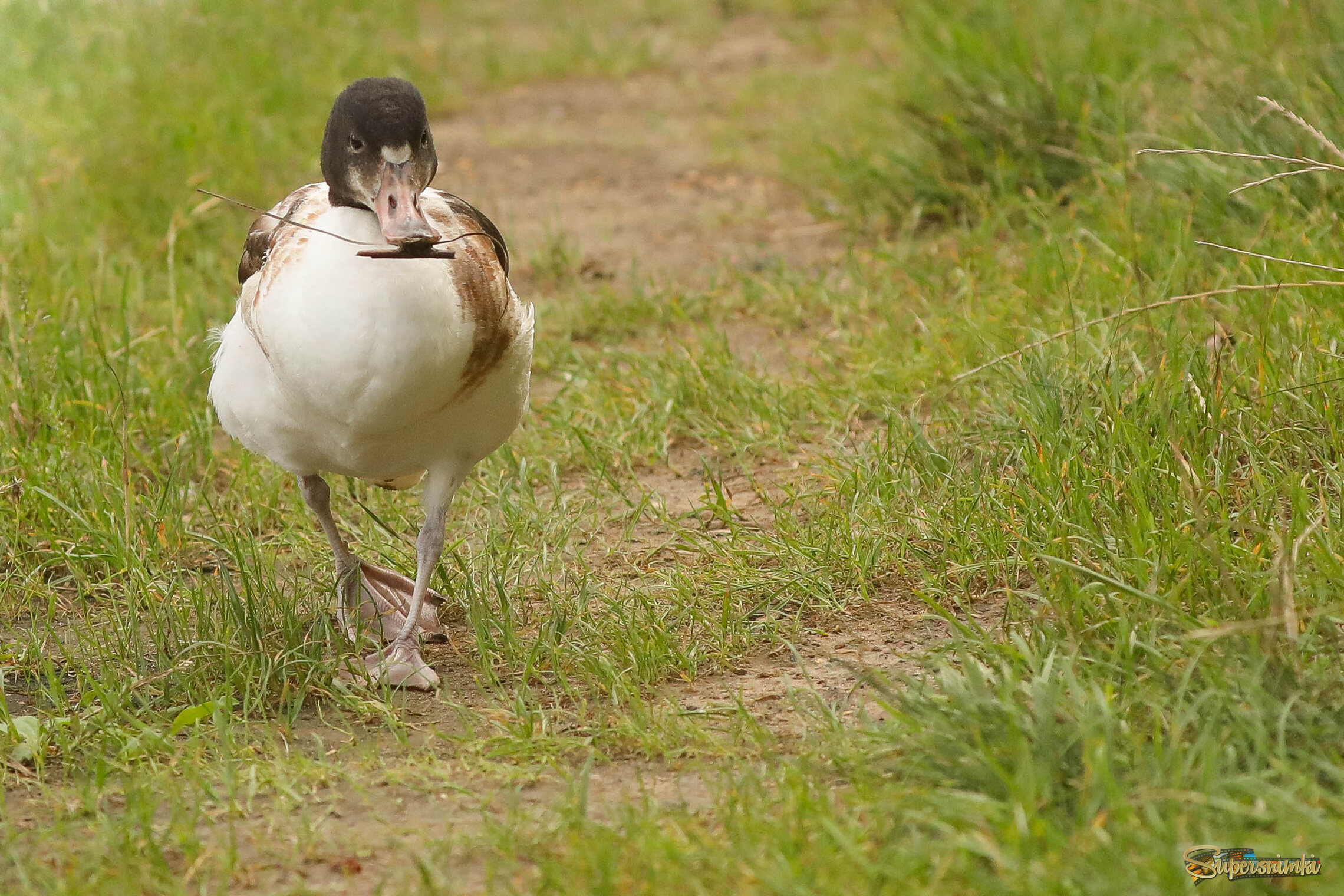 Израненный, но активный