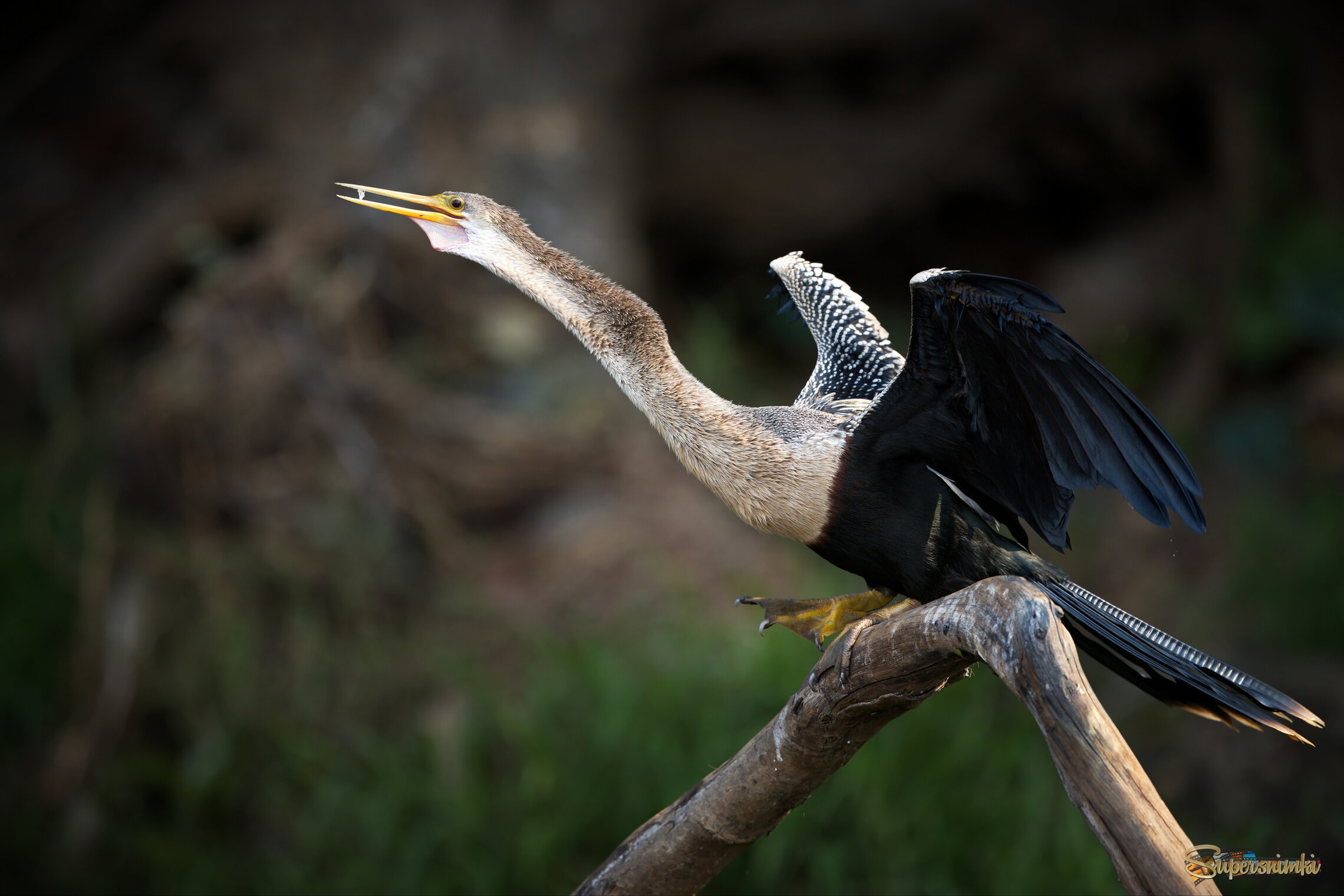На низком старте