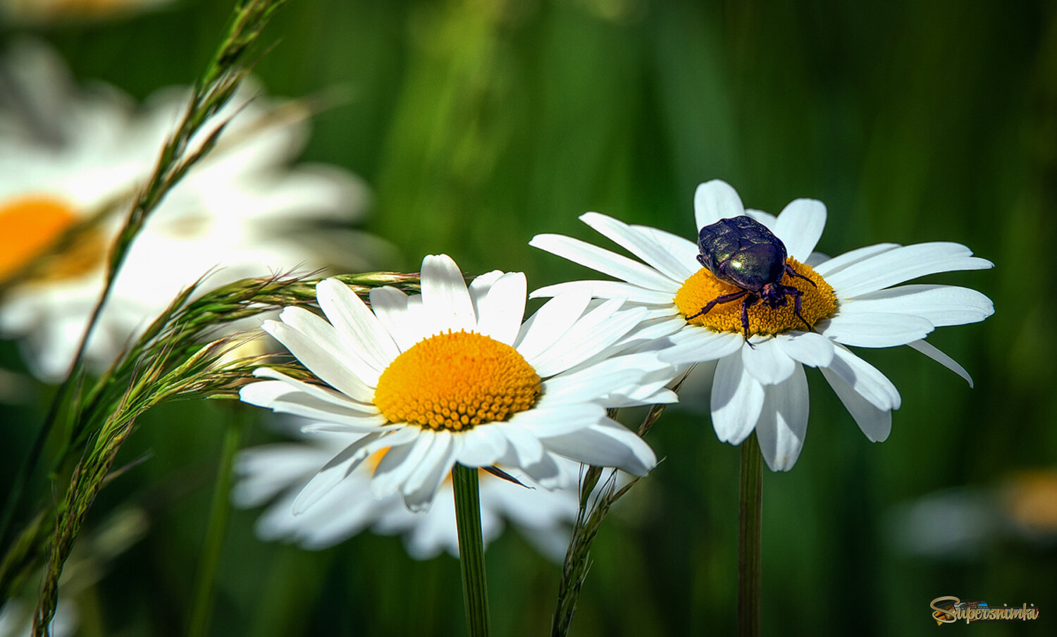 Гадание на ромашке.