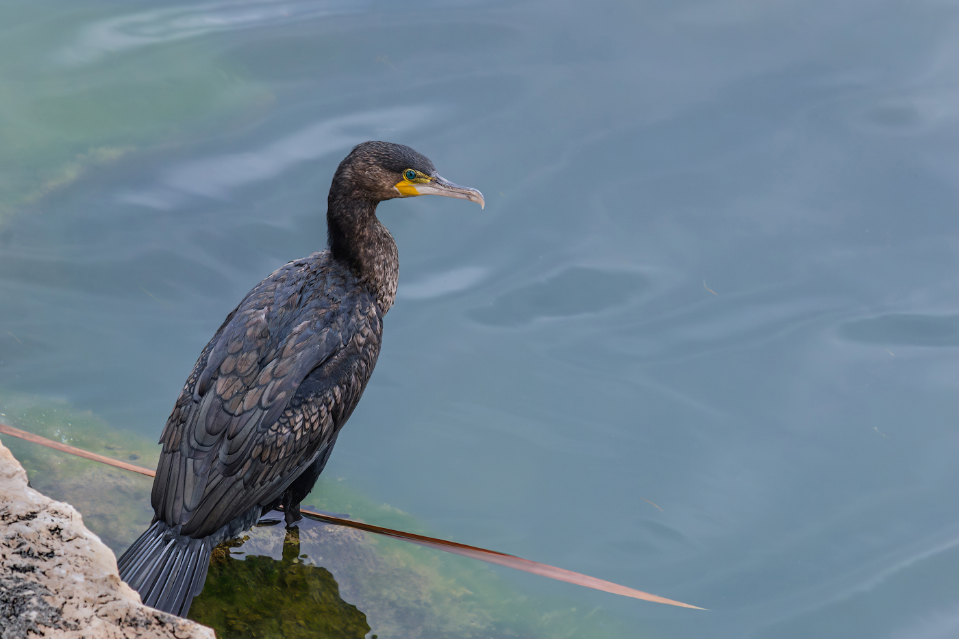Увидеть рыбку: внимание и сосредоточенность