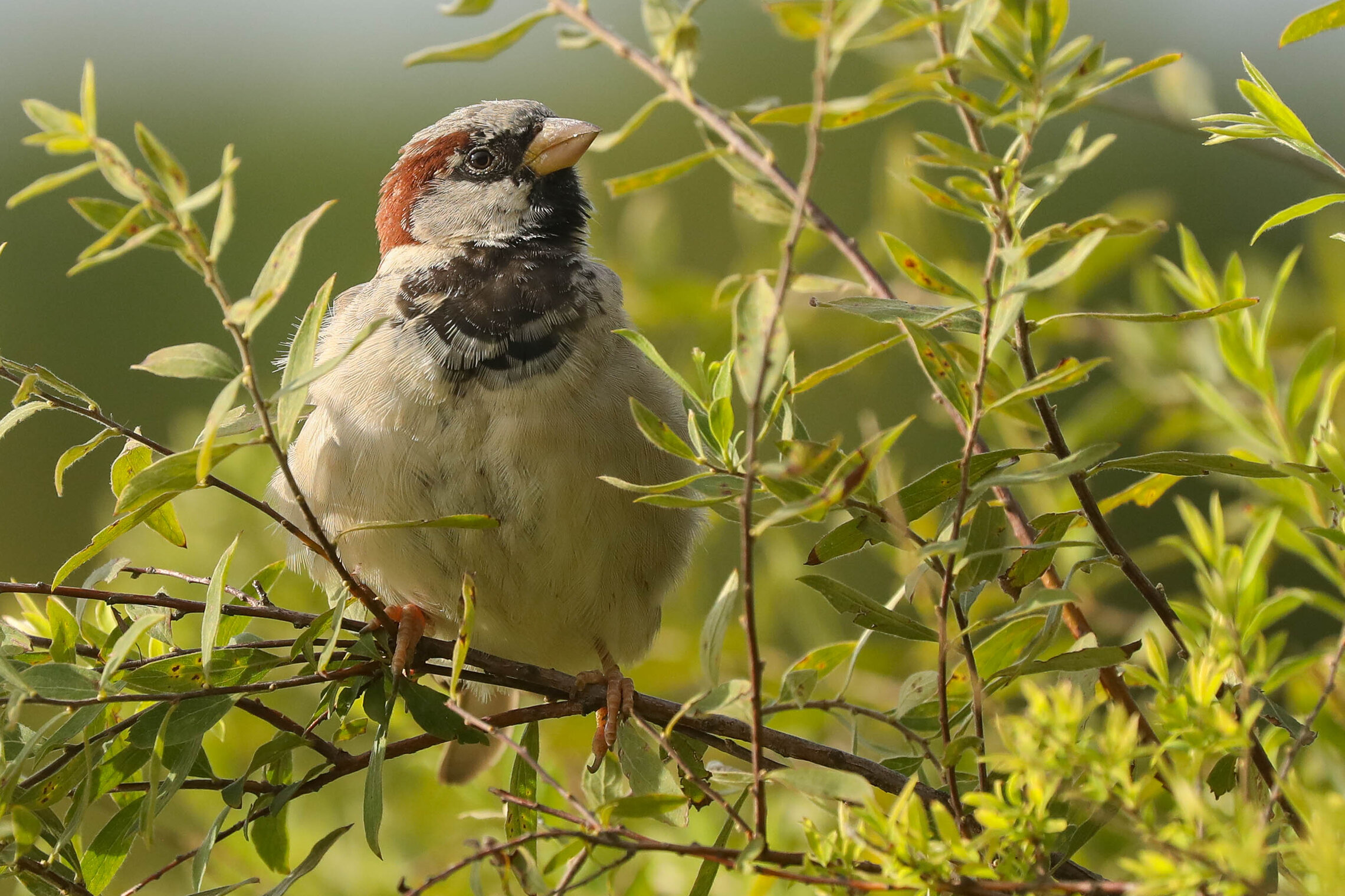 Наблюдатель