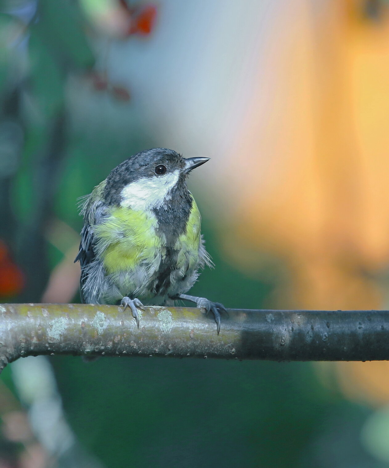 в вечернем лесу