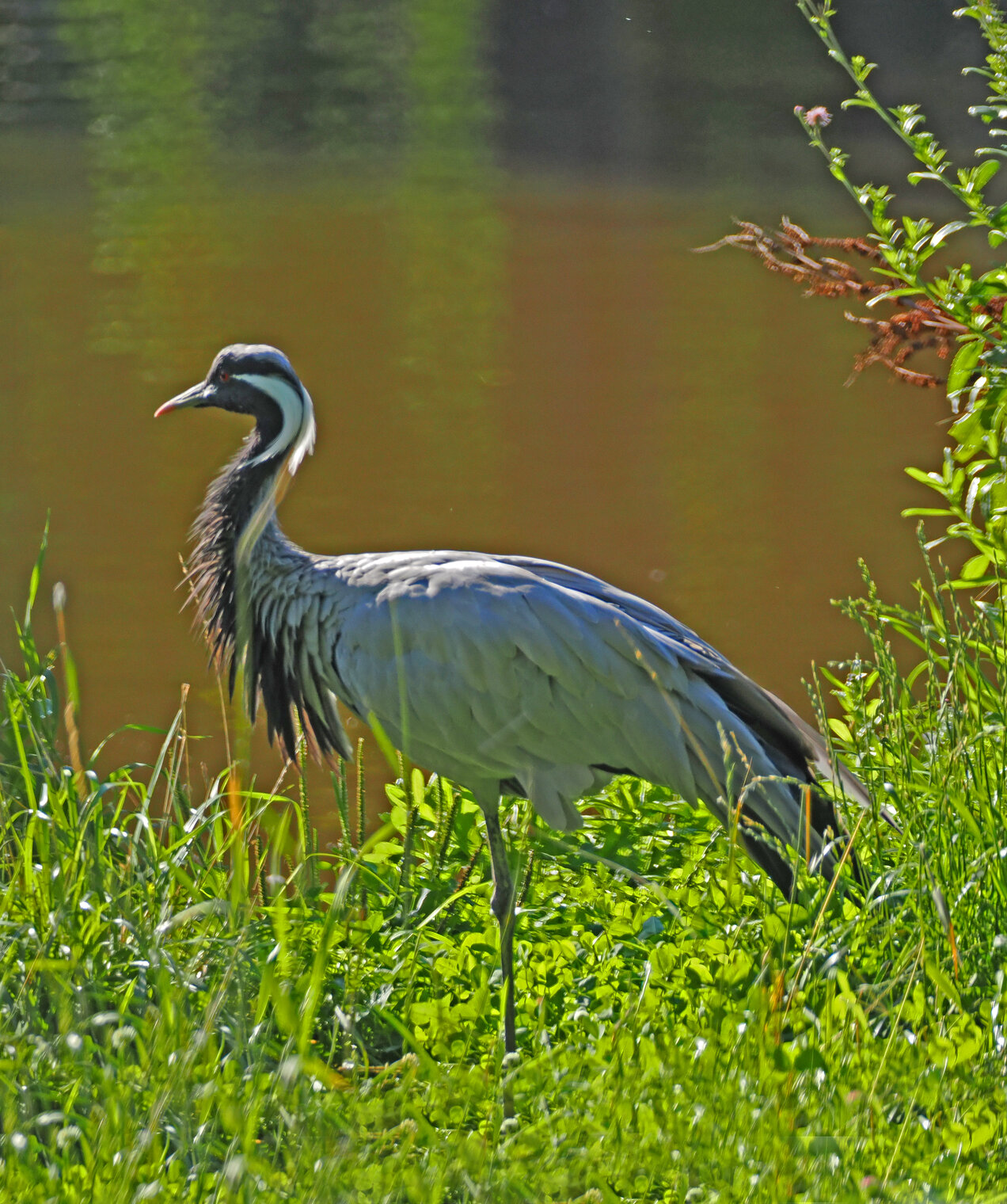 Журавли-красавки.
