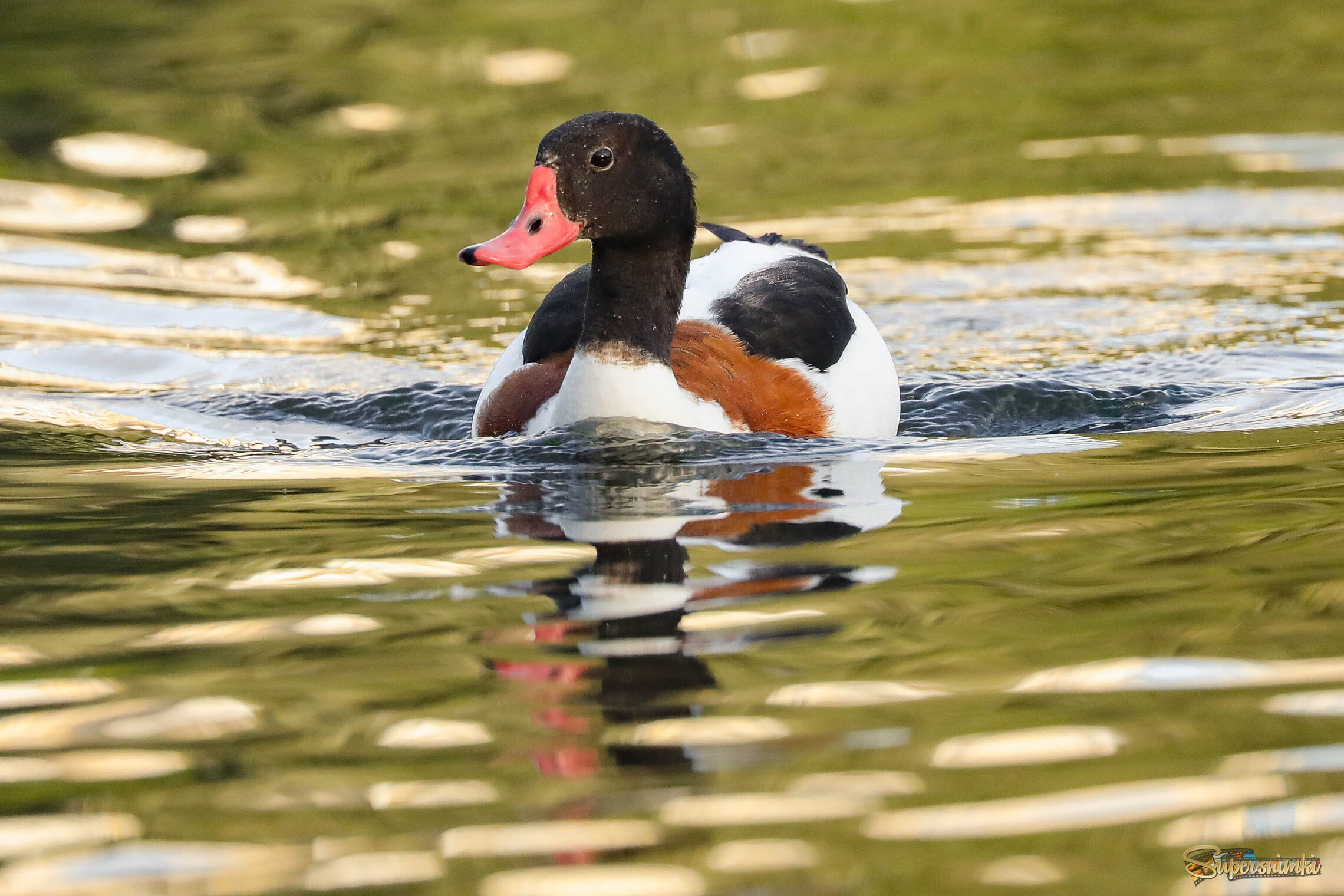Разрезая водную гладь
