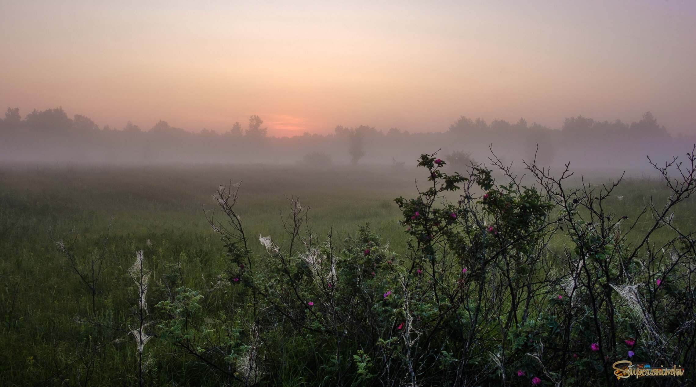Туман и паутина