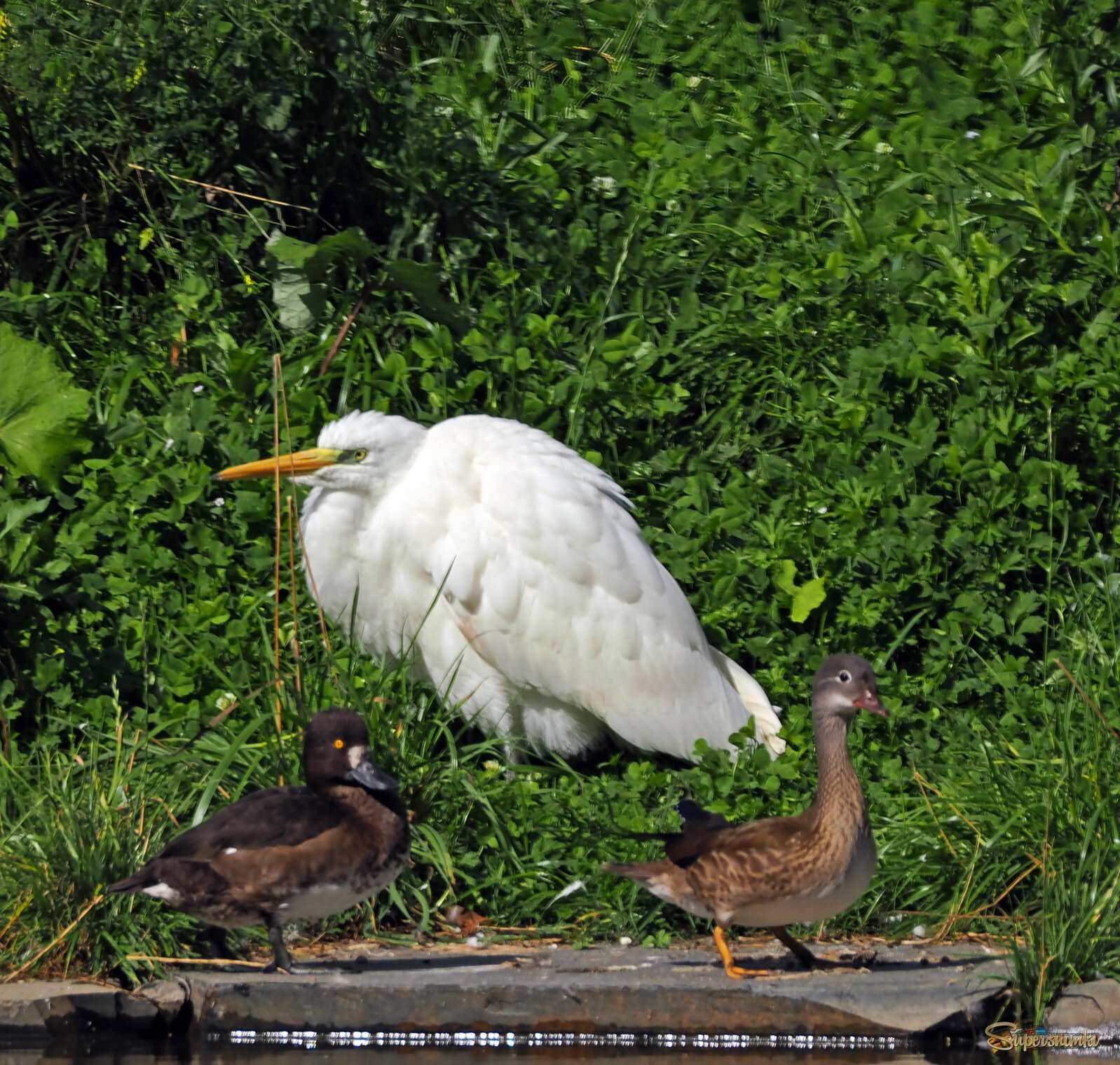 Большая белая цапля с хохлатой чернетью и самкой утки-мандаринки.