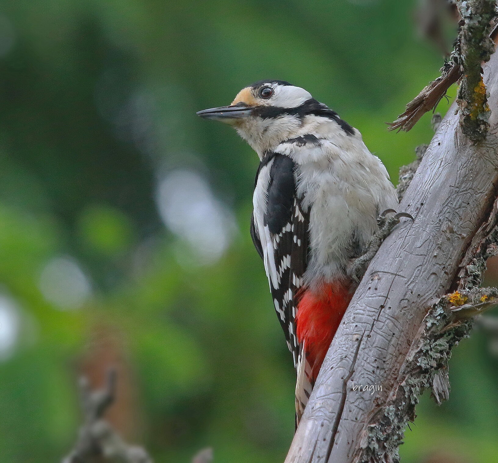 большой пёстрый ...