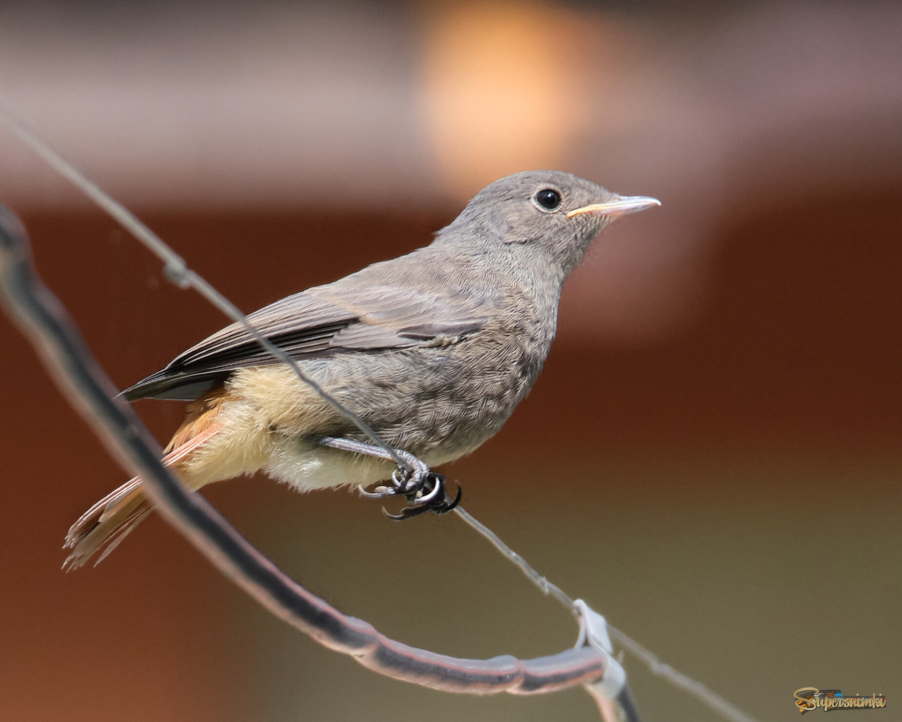 Горихвостка 