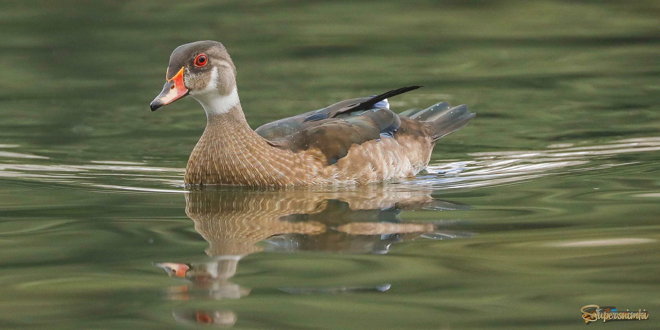 Любопытный взгляд