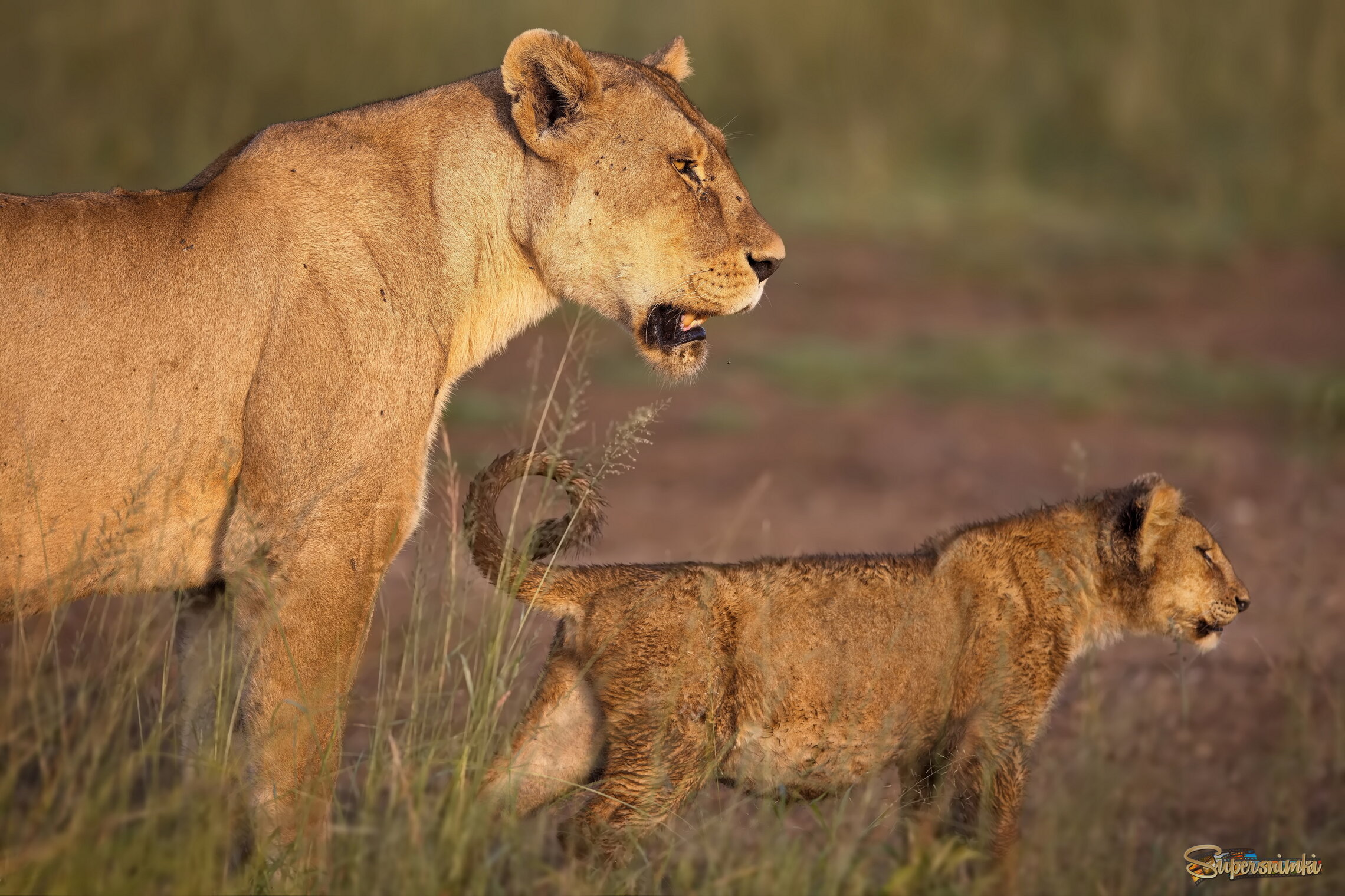Научить охотиться