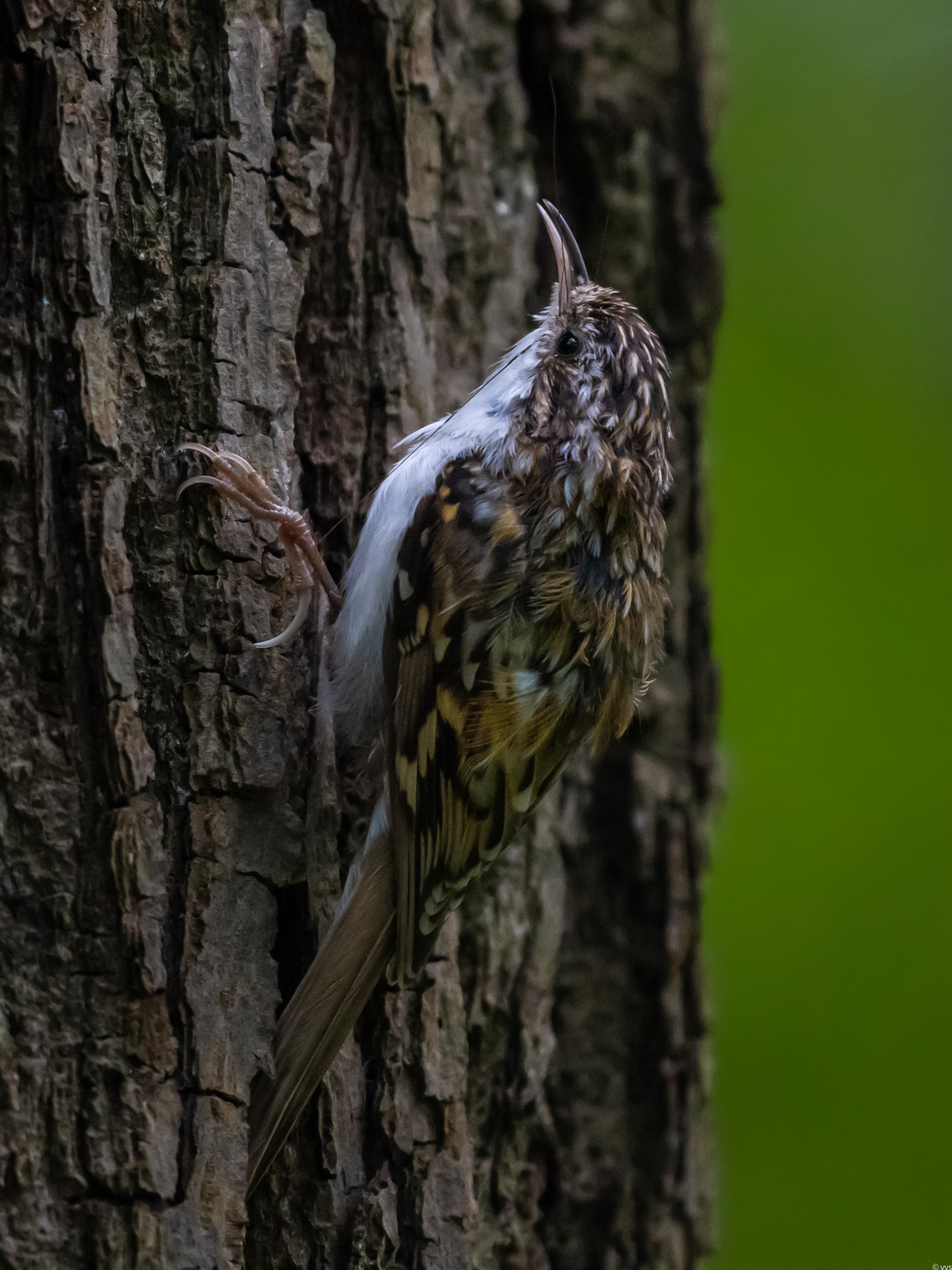 Обыкновенная пищуха