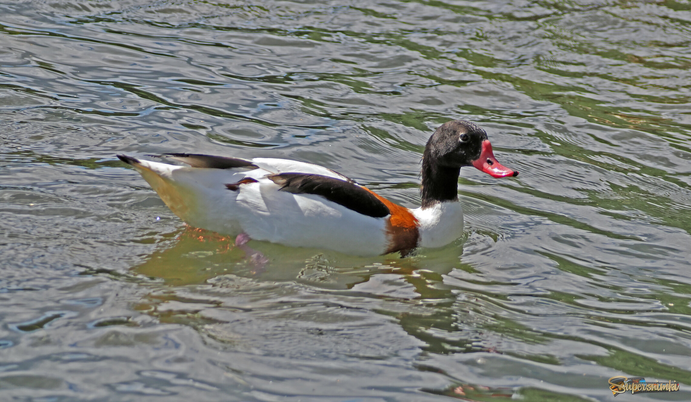 Утка-пеганка, молодой самец.