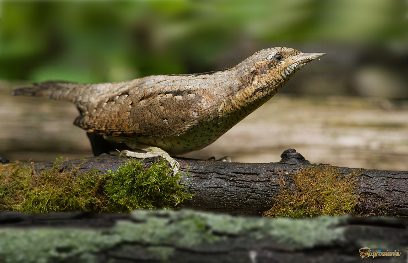 Вертишейка