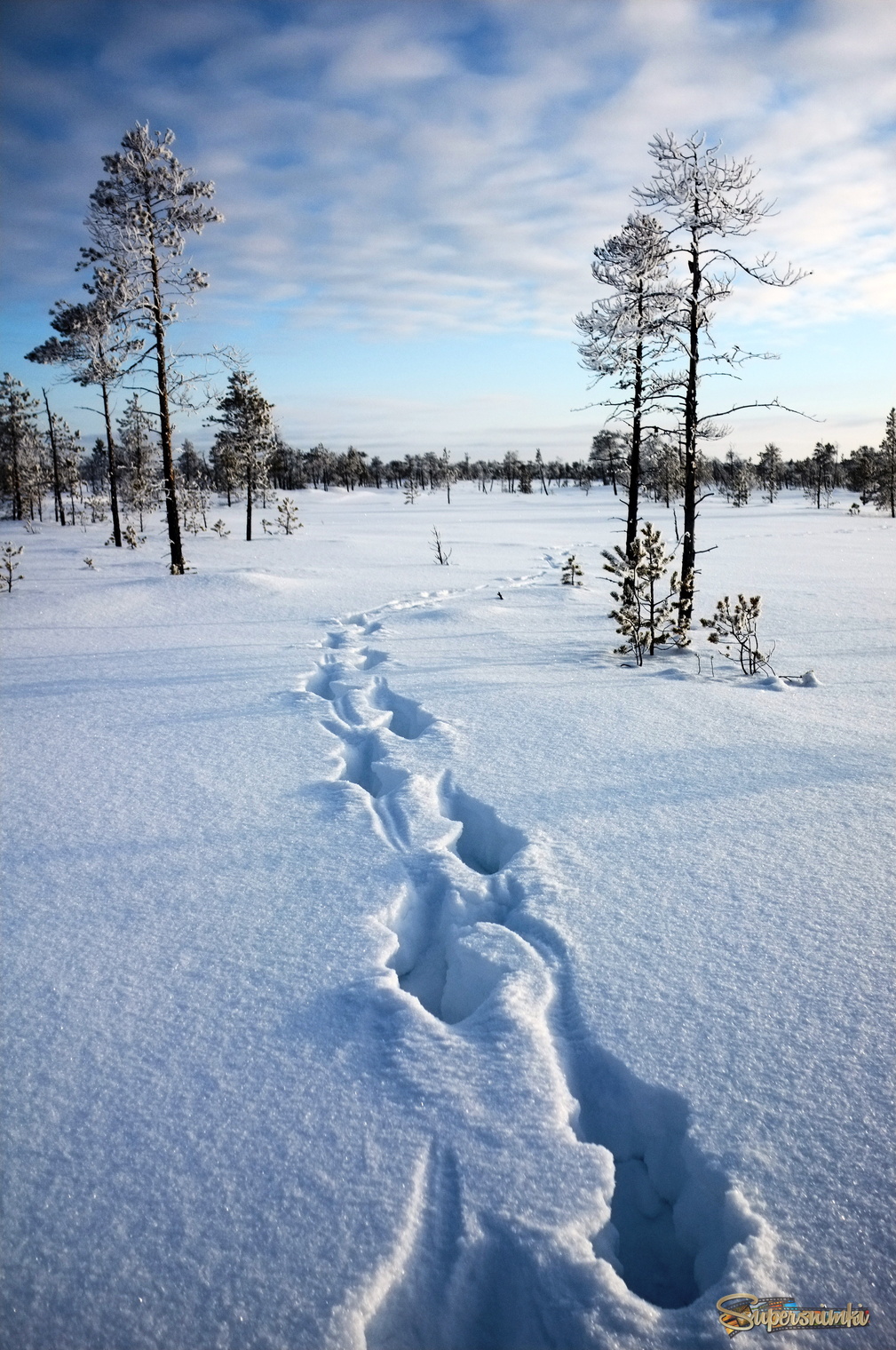 Большое Васюганское болото***
