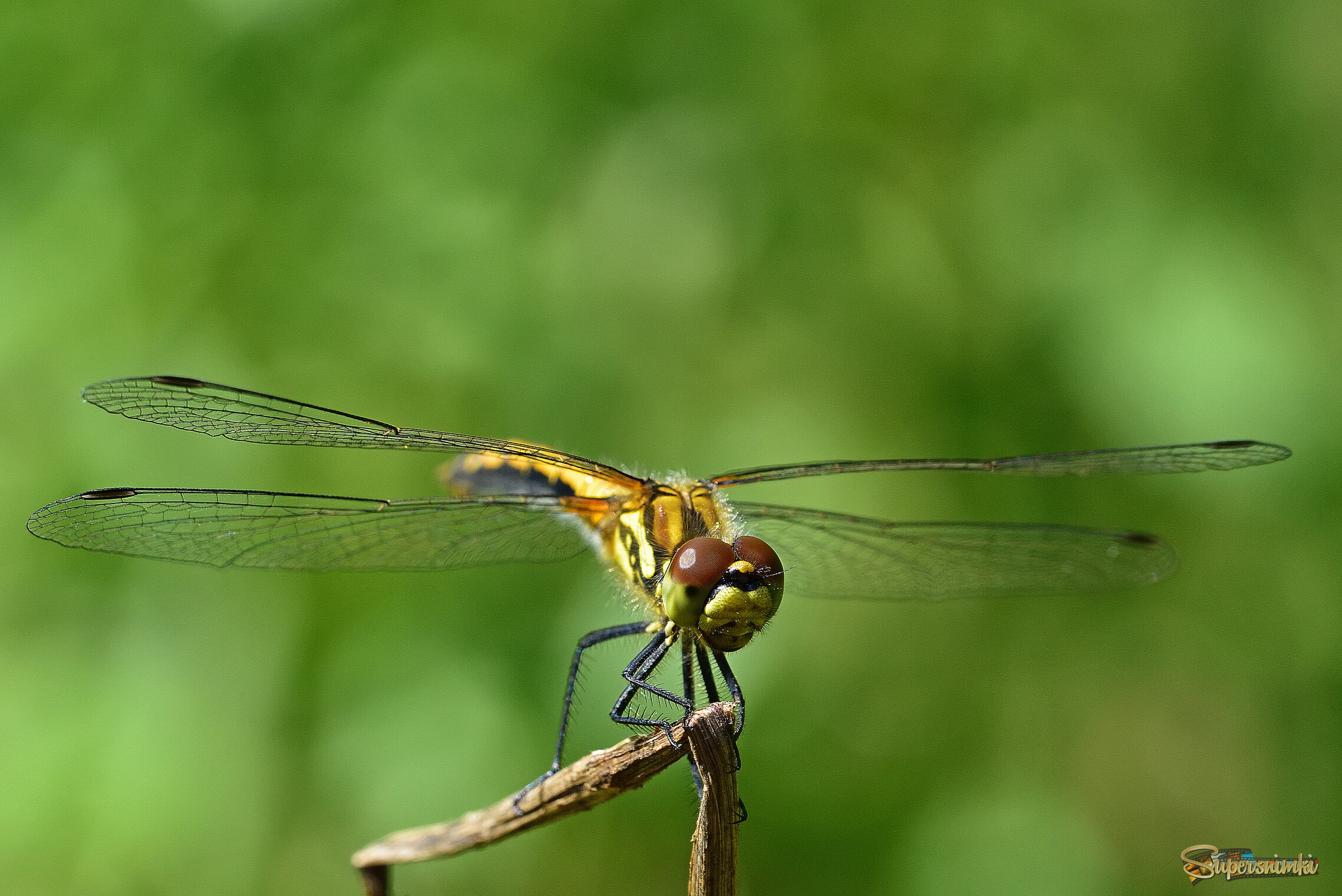 68a17d808ce5955352dcdd5b