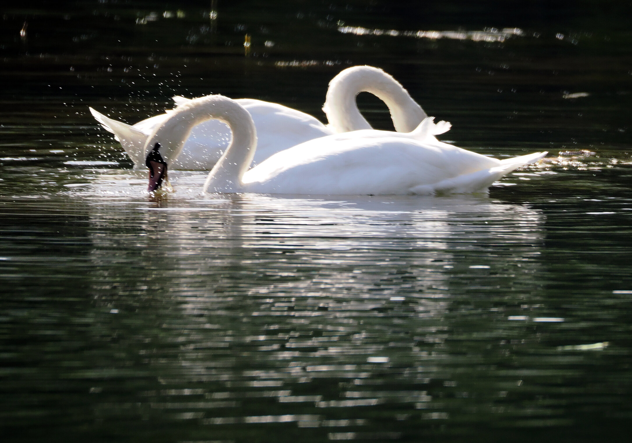 Лебеди-шипуны.