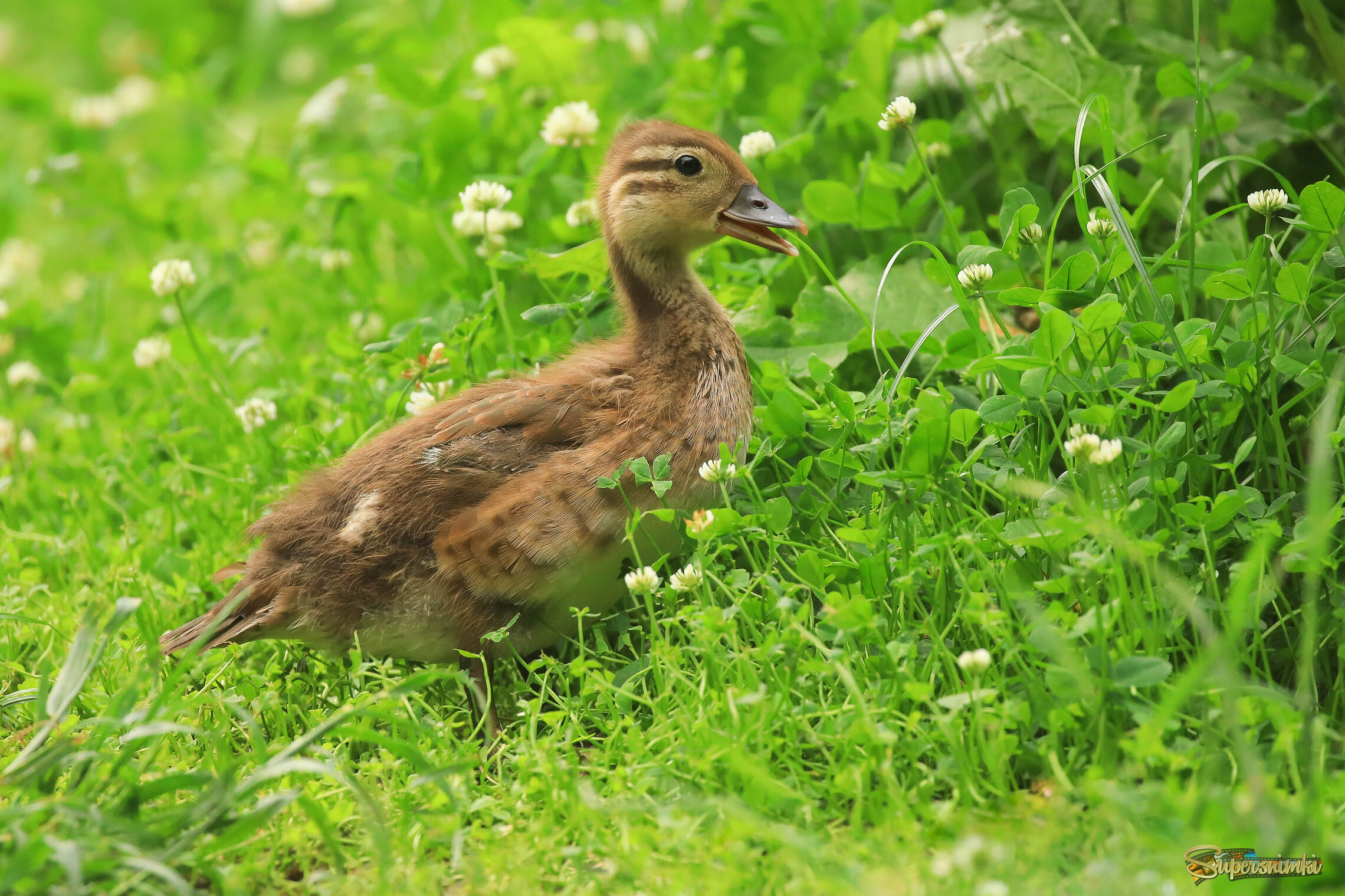 Счастливое детство