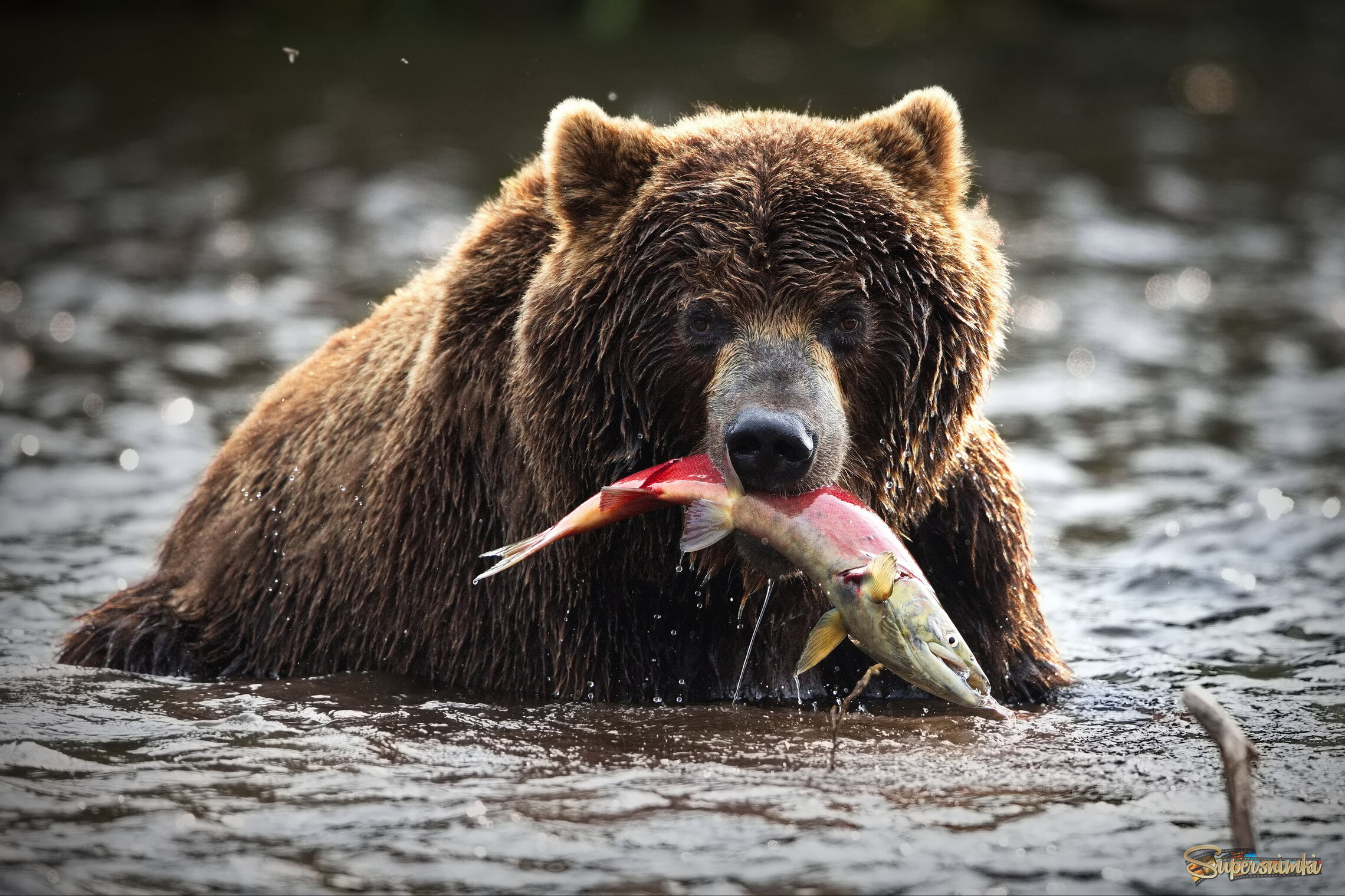 Когда впереди - голодная зима