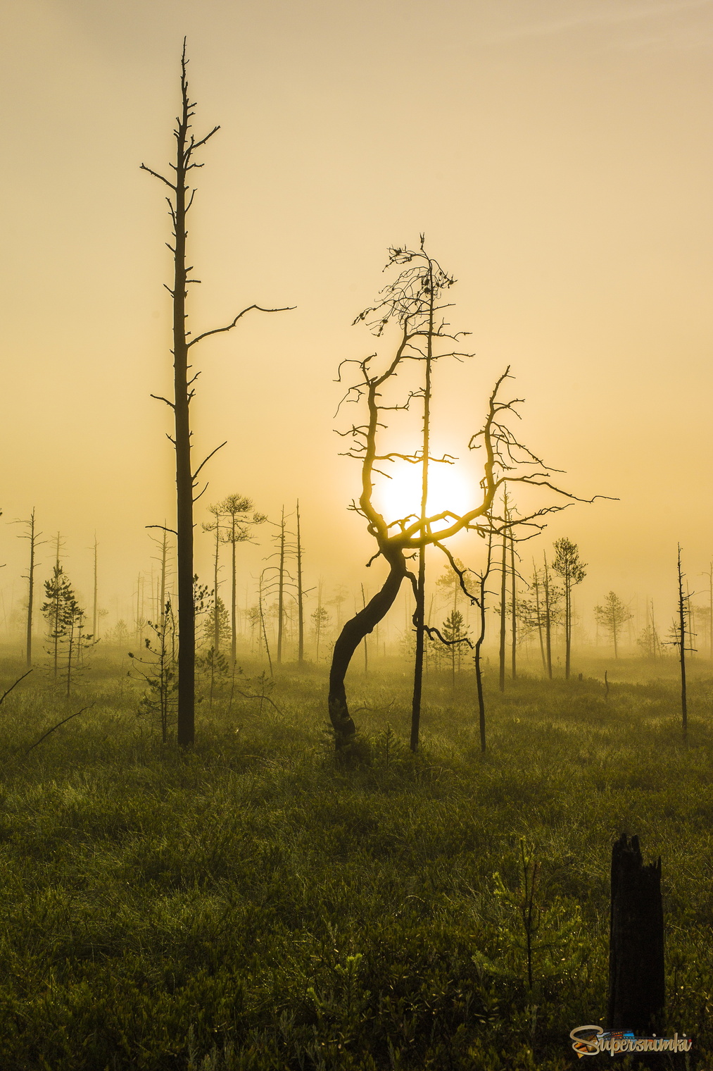 Большое Васюганское болото***