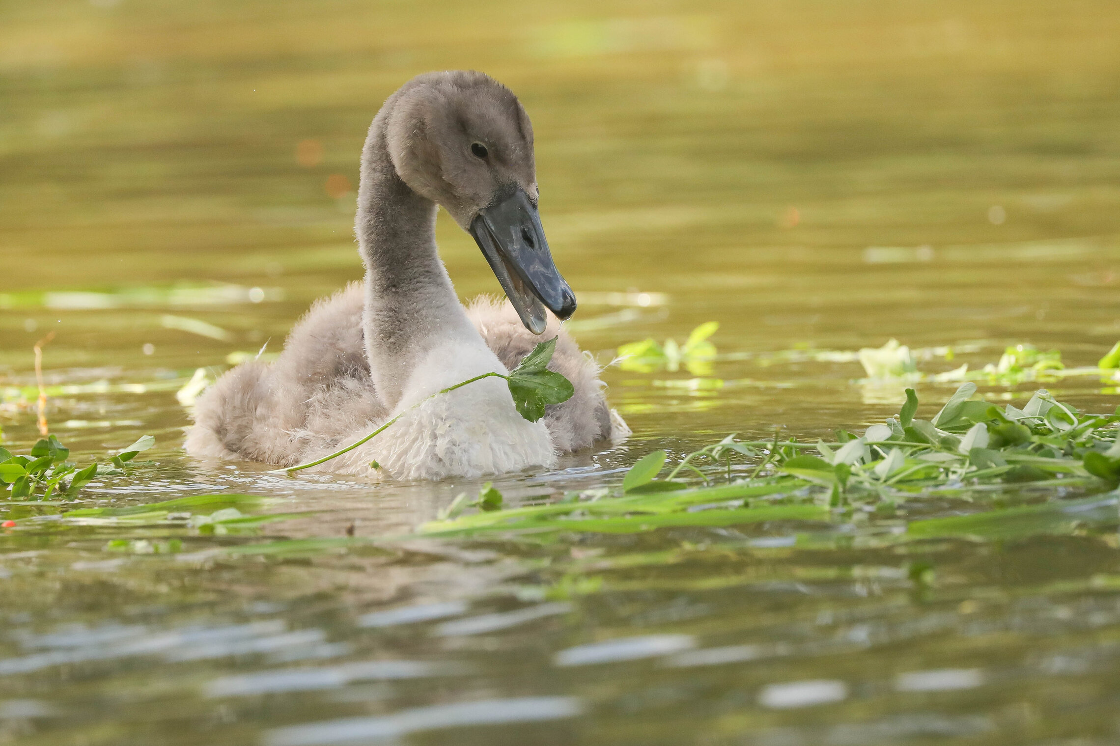 Мировой закусон!