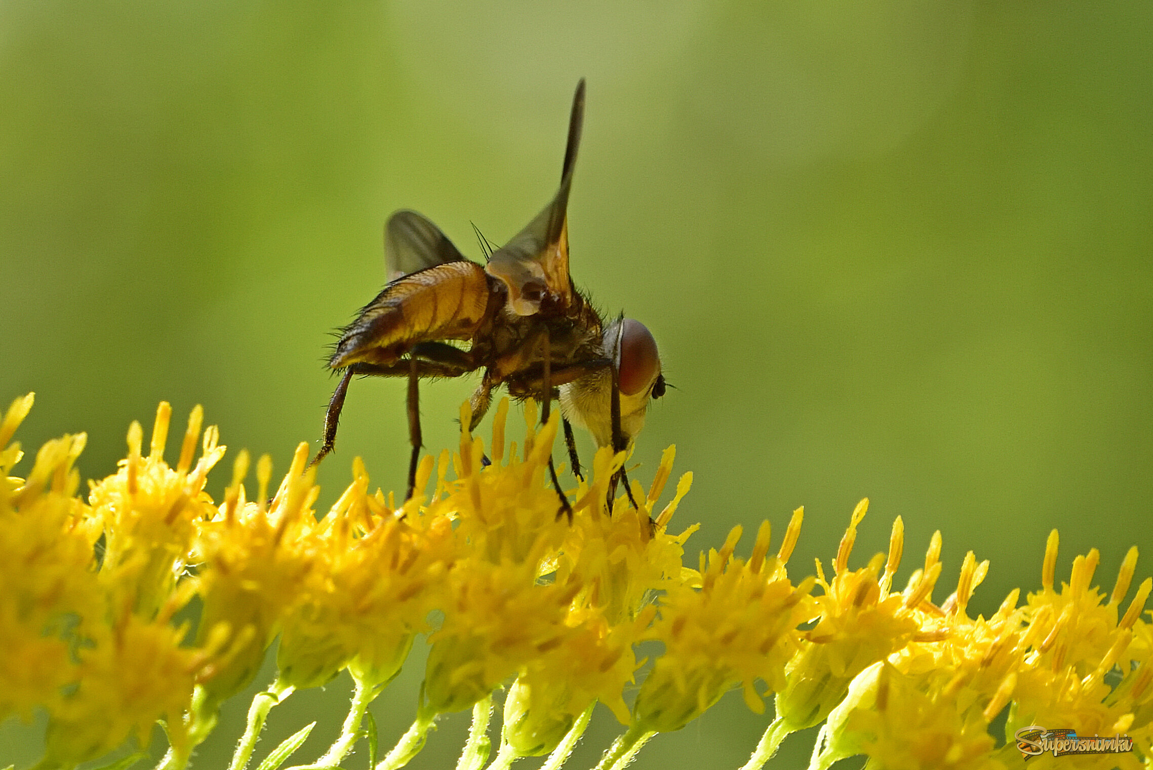 68a354433118766591dcdd5b